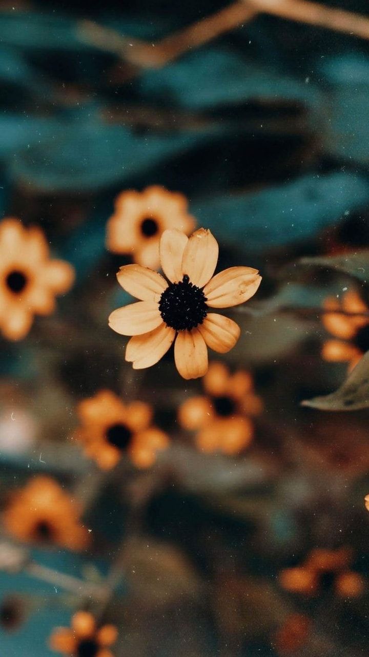 Gelbe Blüten, Wildblumen, Nahaufnahme, Petrol, HD, Handy-Hintergrund im Hochformat