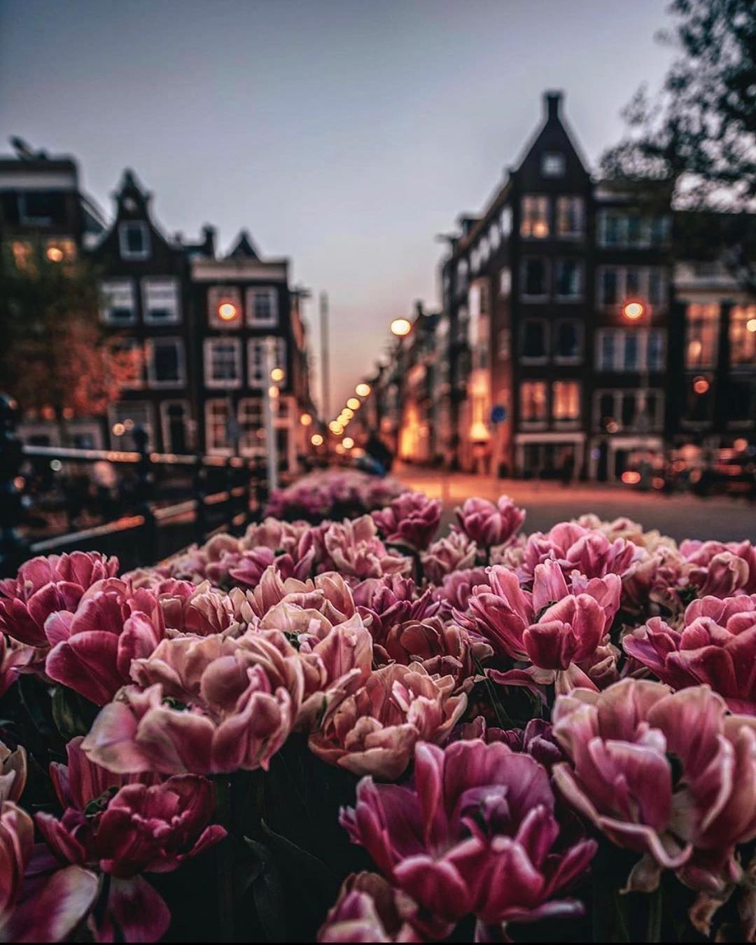 Amsterdam, Tulpen, Grachtenhäuser, Dämmerung, Frühling, Full HD, iPad-Hintergrundbild