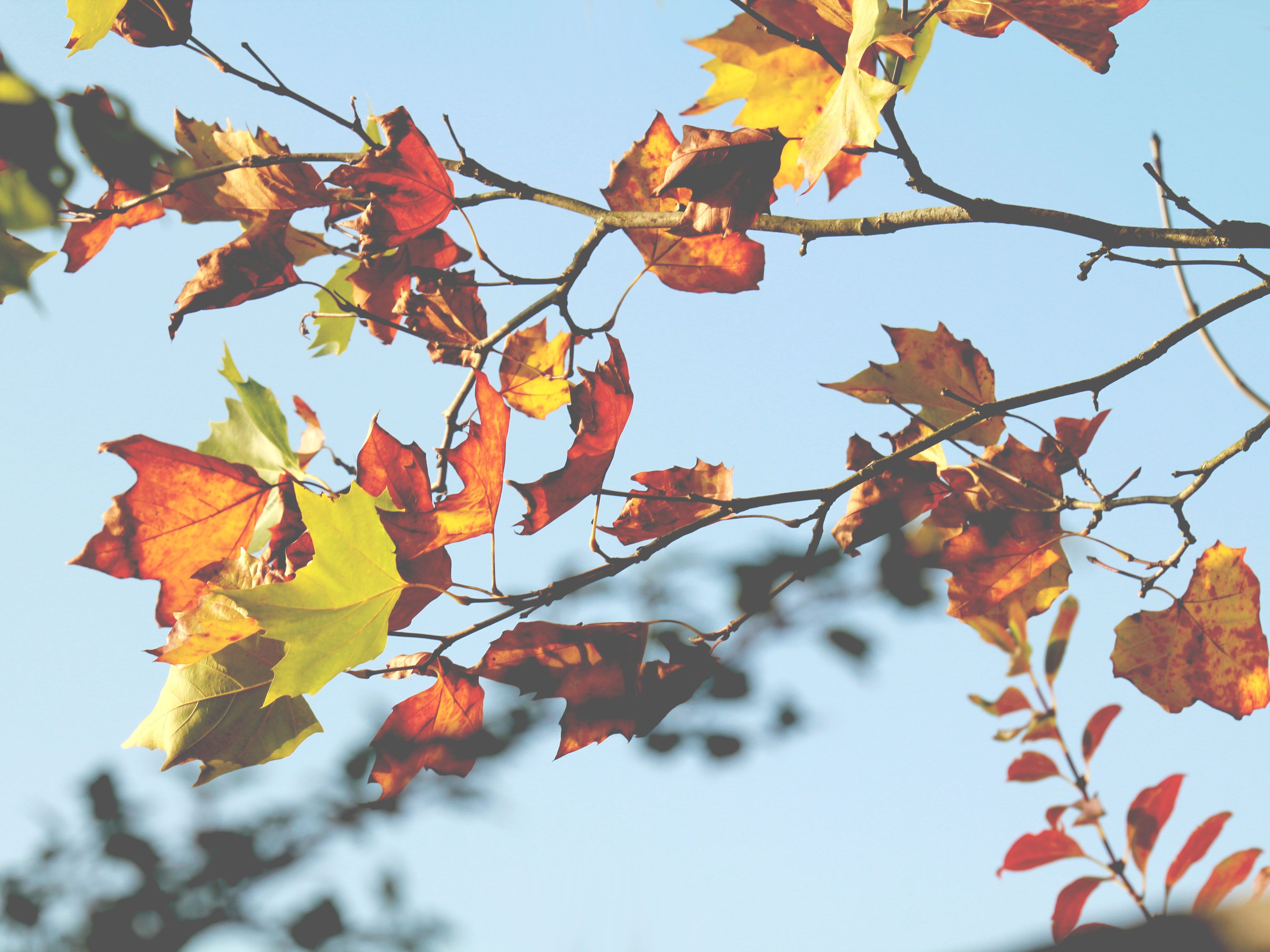Herbstblätter, Zweige, Himmel, Gegenlicht, Bunt, 4K, Hintergrundbild fürs Tablet