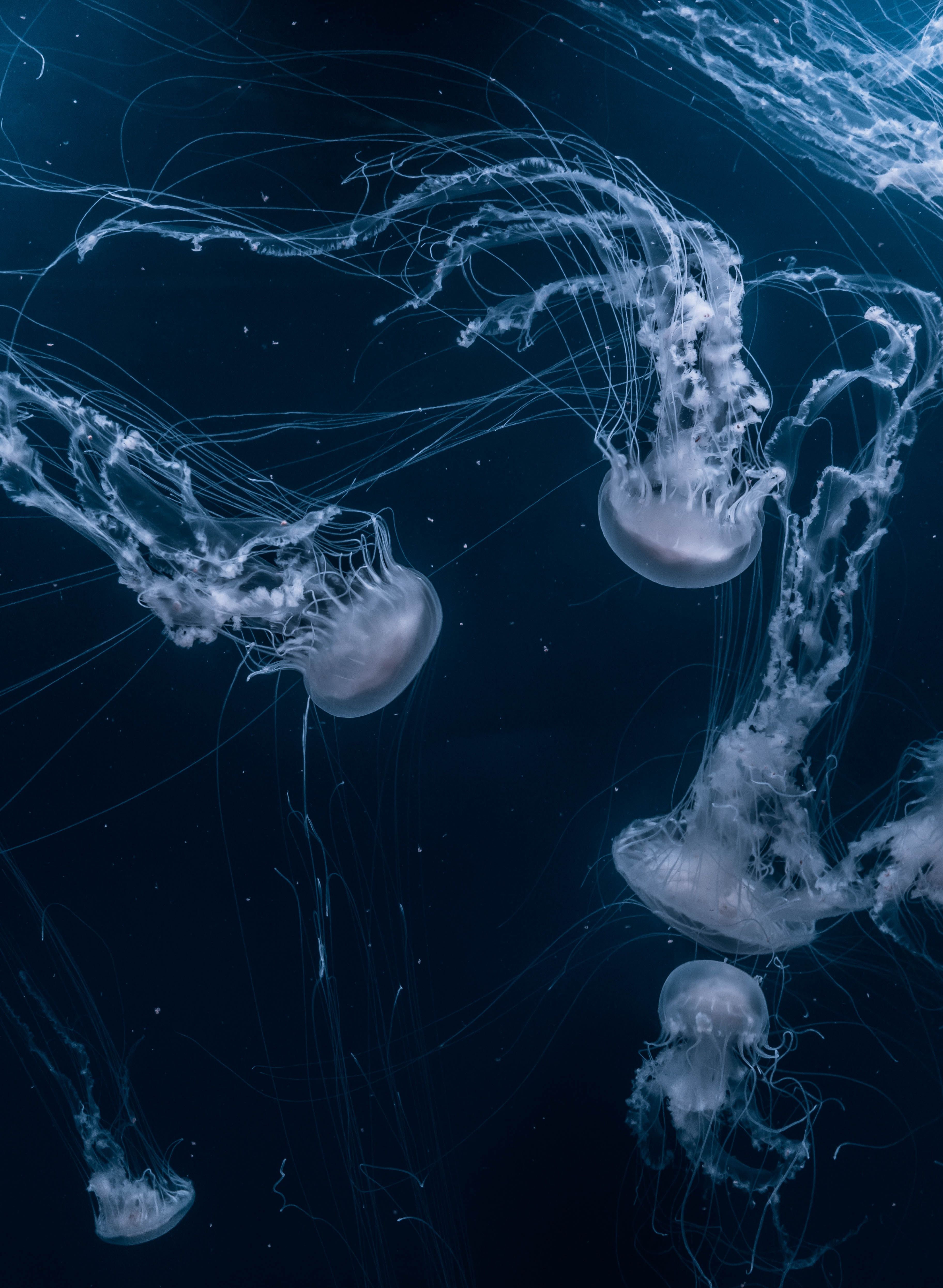 Quallen, Tiefsee, Dunkelblau, Meerestiere, Unterwasser, QHD+, iPad-Hintergrundbild