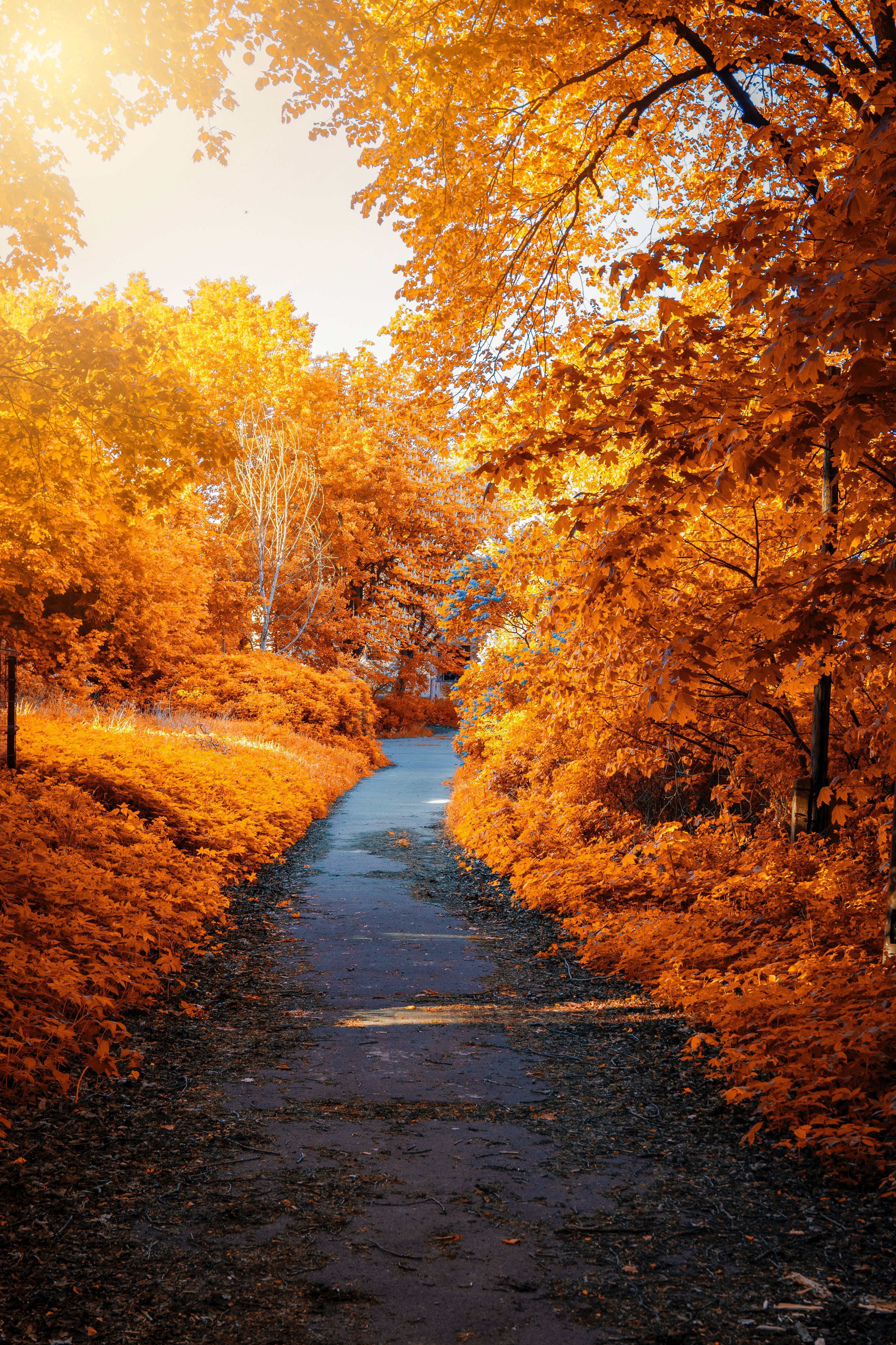 Waldweg, Goldene Bäume, Sonnenlicht, Gelb, Allee, QHD+, Sperrbildschirm fürs iPhone