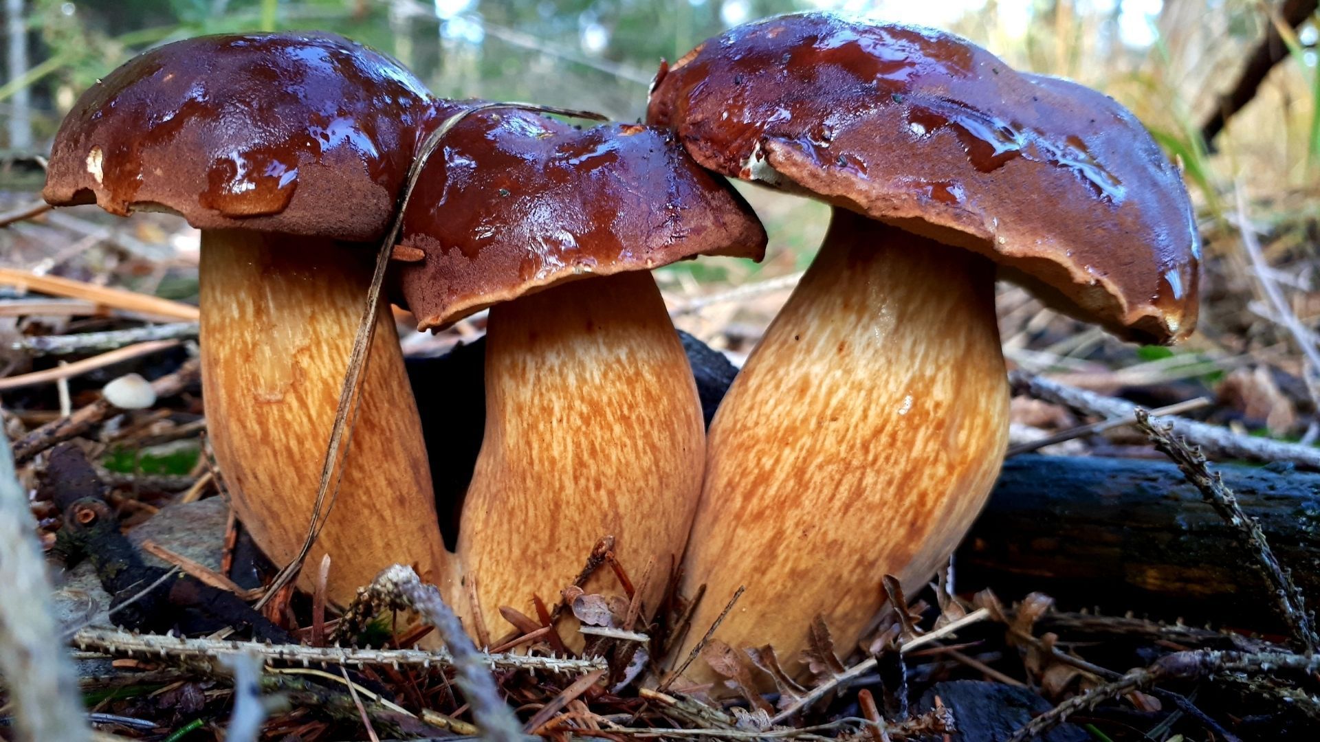 Steinpilze, Pilze, Waldboden, Nahaufnahme, Natur, 1920x1080, Full-HD-Hintergrundbild für PC