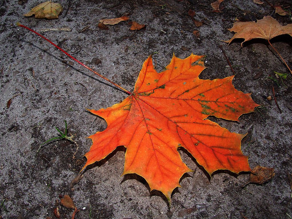 Ahornblatt, Waldboden, Orange, Nahaufnahme, Hintergrundbild für iPad und Tablet