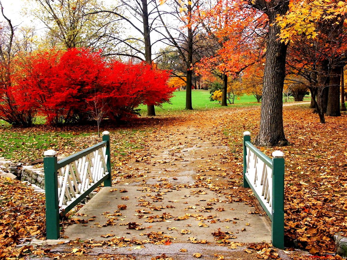 Park, Brücke, Rote Büsche, Weg, Laub, Hintergrundbild für iPad und Tablet