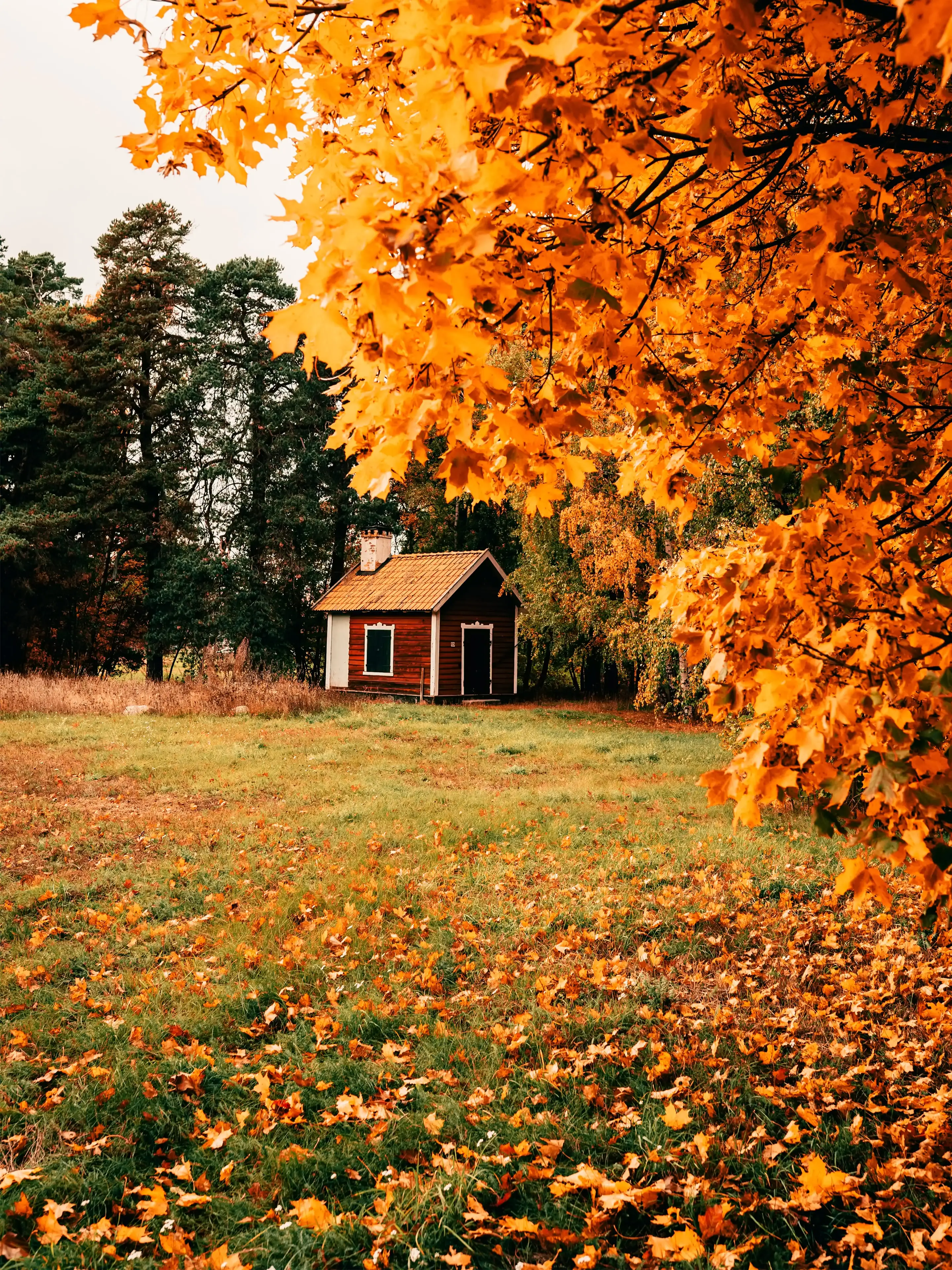 Rote Hütte, Wiese, Goldene Bäume, Laub, Landleben, QHD+, Hintergrundbild fürs Tablet