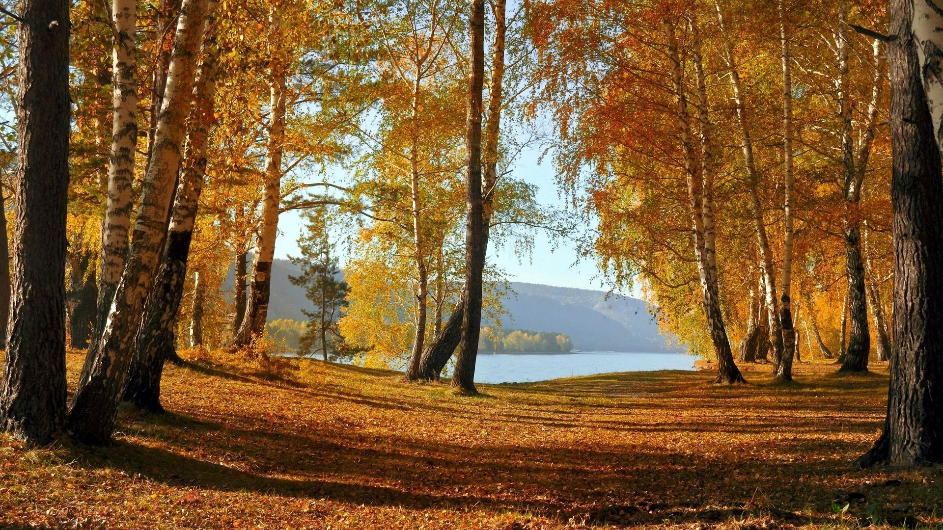 Birkenwald, See, Goldenes Laub, Sonnenlicht, Ufer, 1920x1080, Full-HD-Hintergrundbild für PC