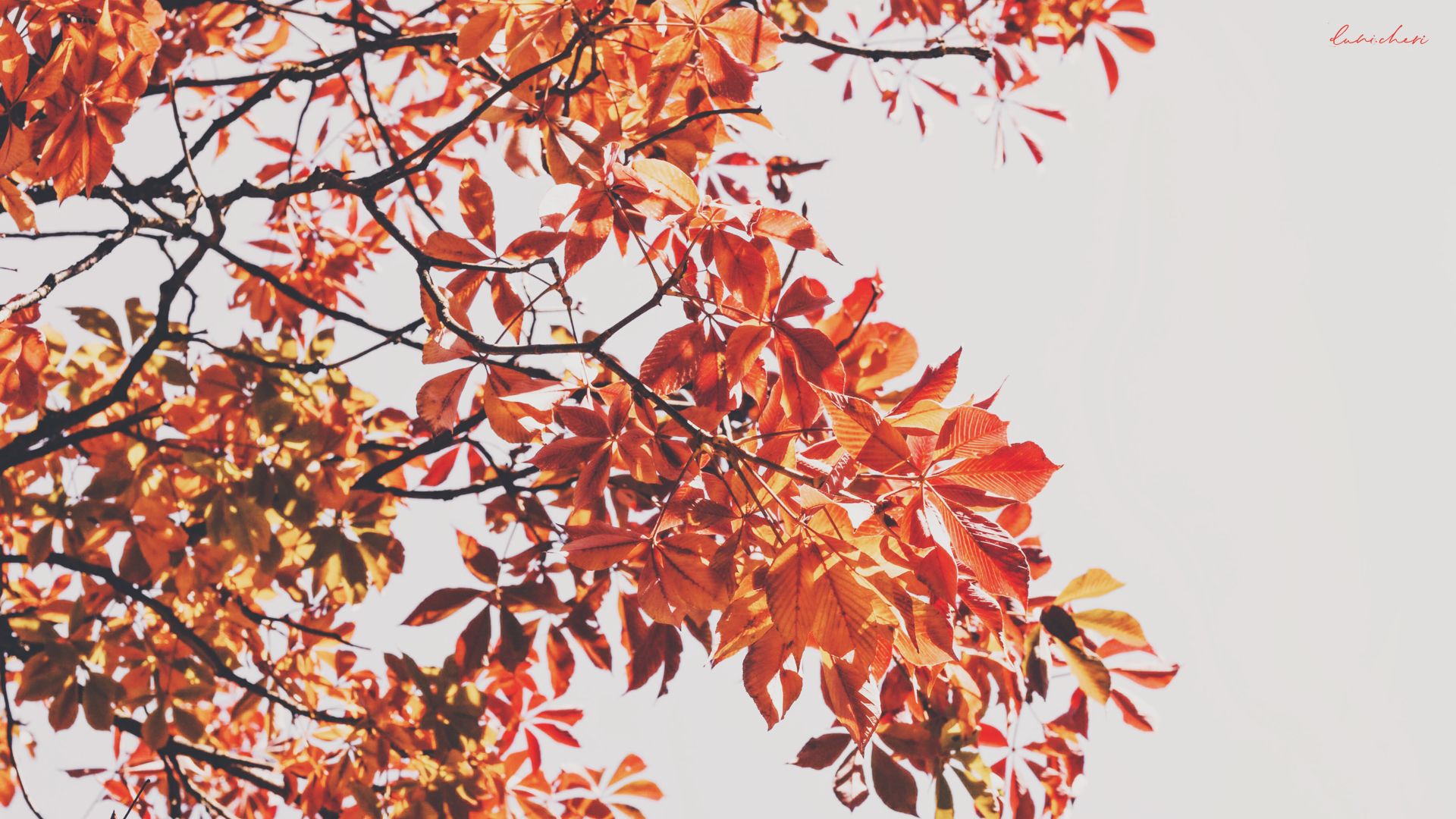 Rote Blätter, Zweige, Weißer Himmel, Minimalistisch, Full HD, Desktop-Hintergrund für Windows