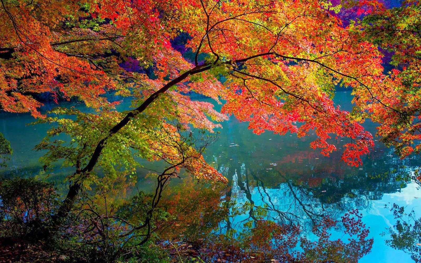 Bunte Bäume, See, Spiegelung, Leuchtende Farben, Äste, 16:10, HD-Hintergrundbild für den Desktop