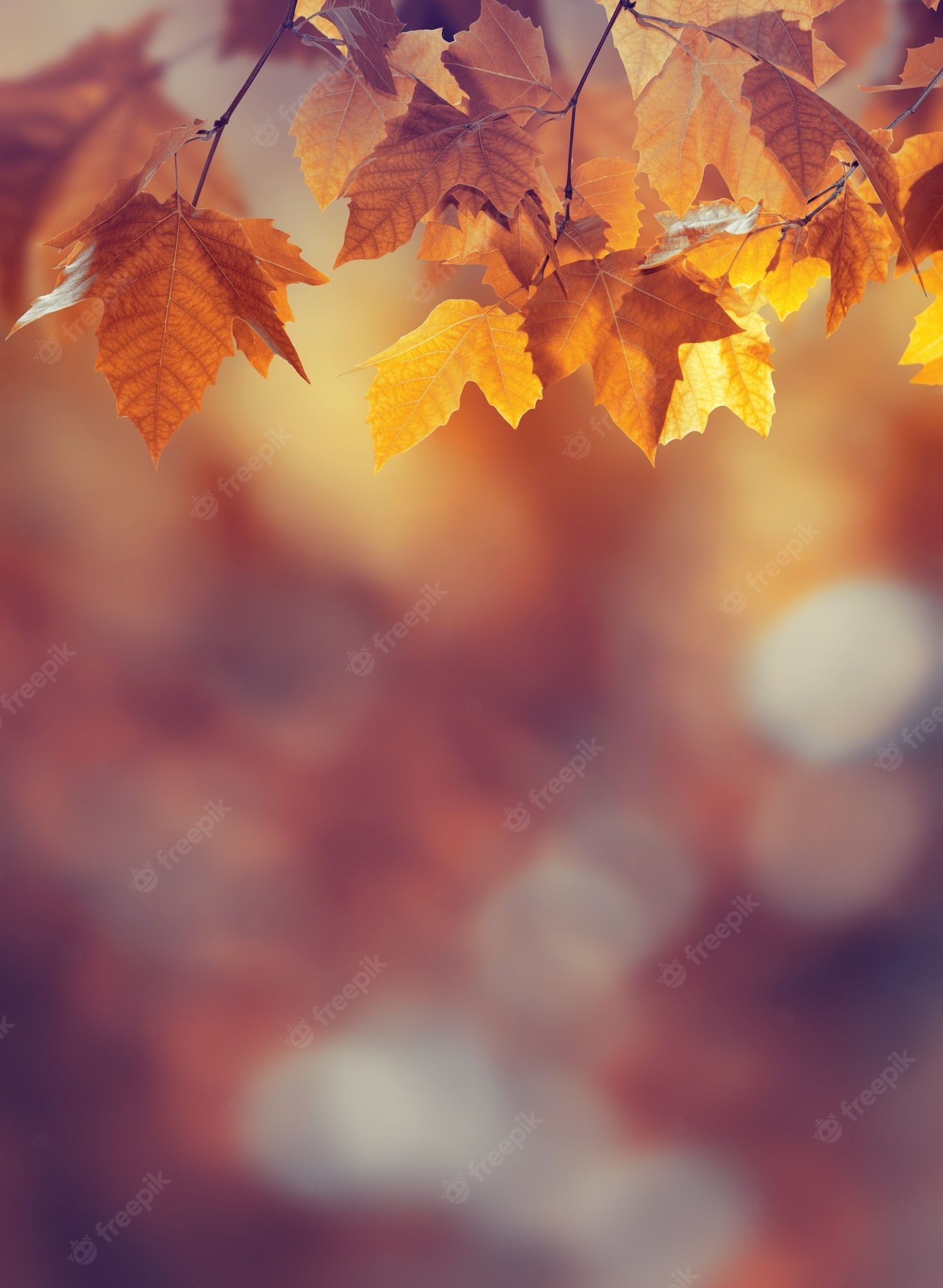 Herbstblätter, Bokeh, Unscharf, Lila, Orange, QHD+, iPad-Hintergrundbild