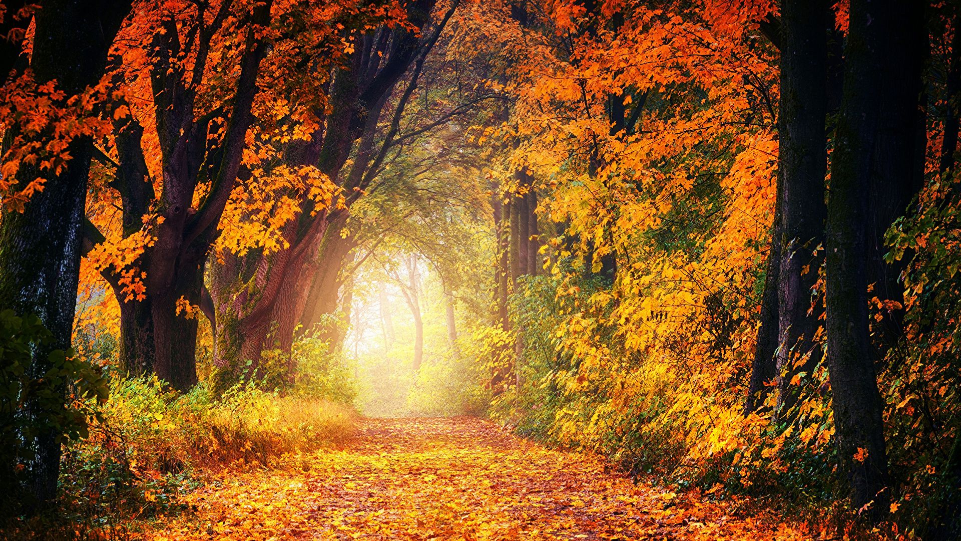 Waldweg, Lichttunnel, Goldener Wald, Sonnenlicht, Märchenhaft, Full HD, Desktop-Hintergrund