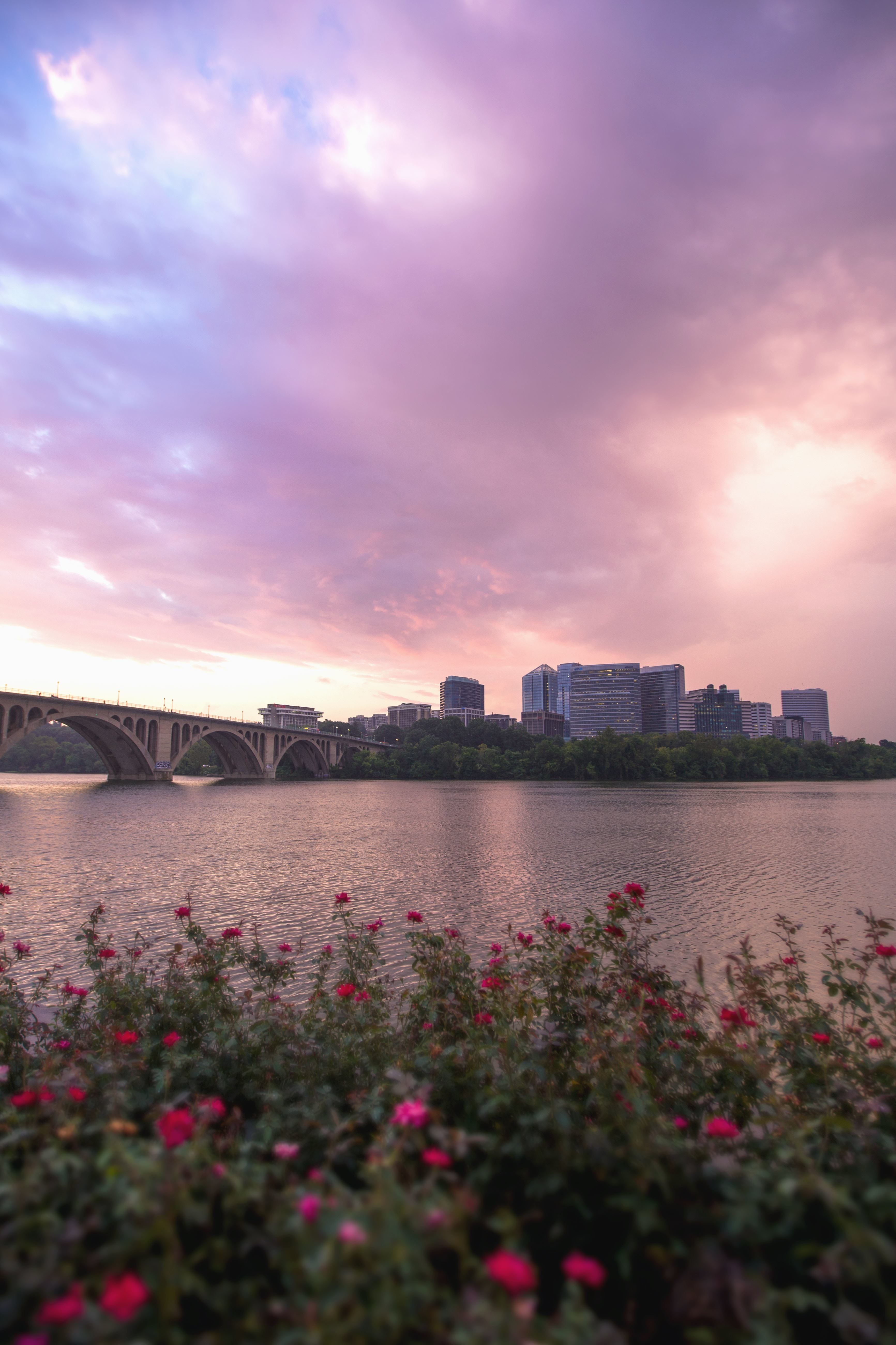 Fluss, Brücke, Rosen, Lila Himmel, QHD+, Handy-Hintergrund im Hochformat
