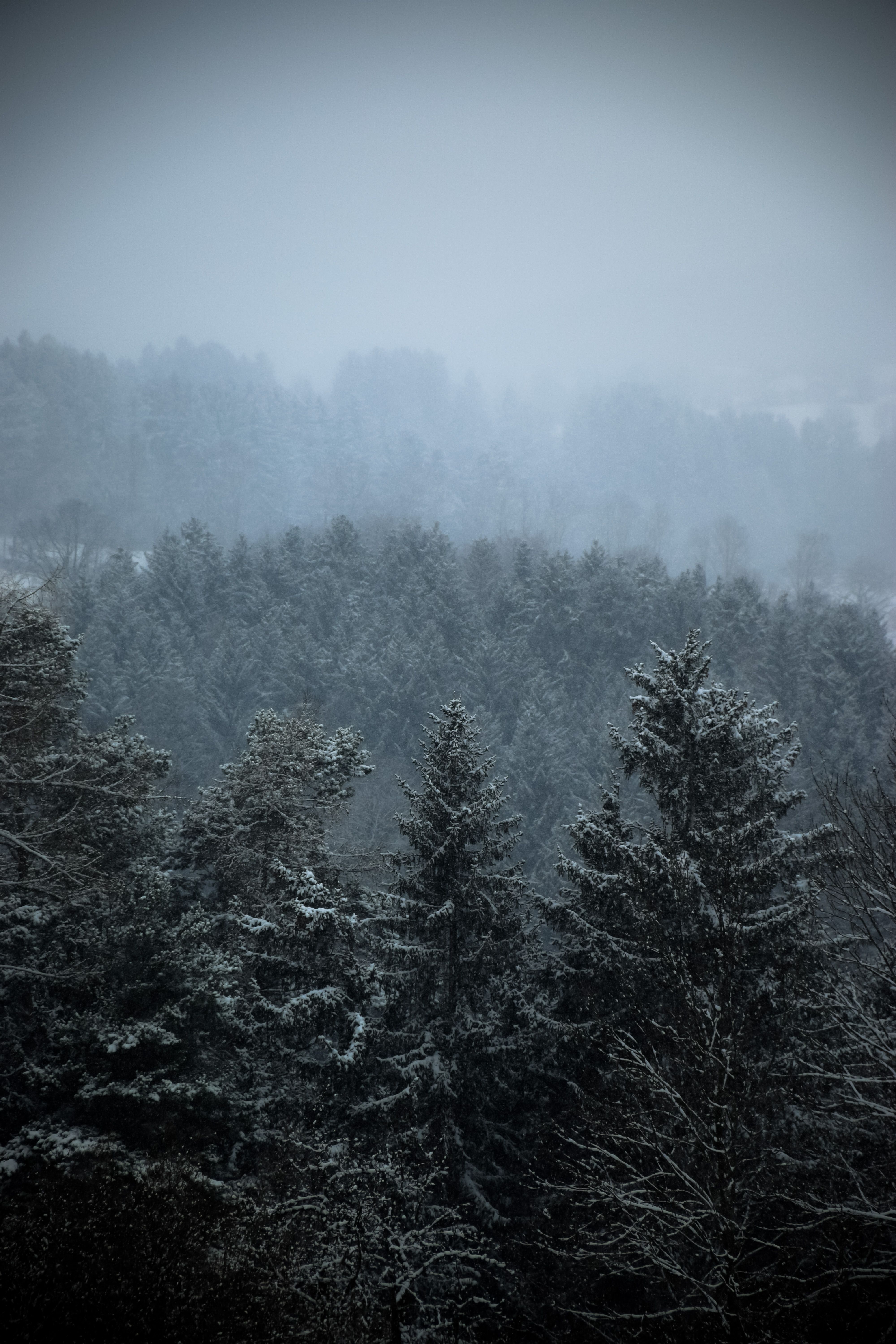 Nadelwald, Nebel, Schnee, Hochformat, QHD+, Sperrbildschirm fürs iPhone
