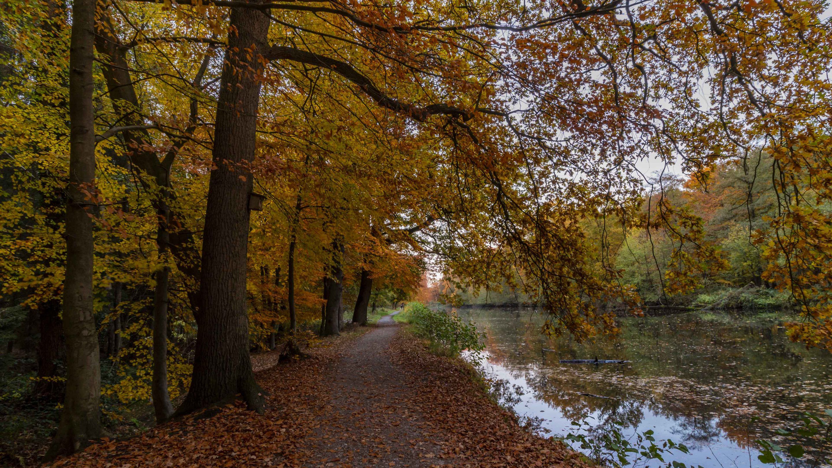 Flussufer, Spazierweg, Herbstwald, Wasser, Natur, 2K, Hintergrundbild für den PC