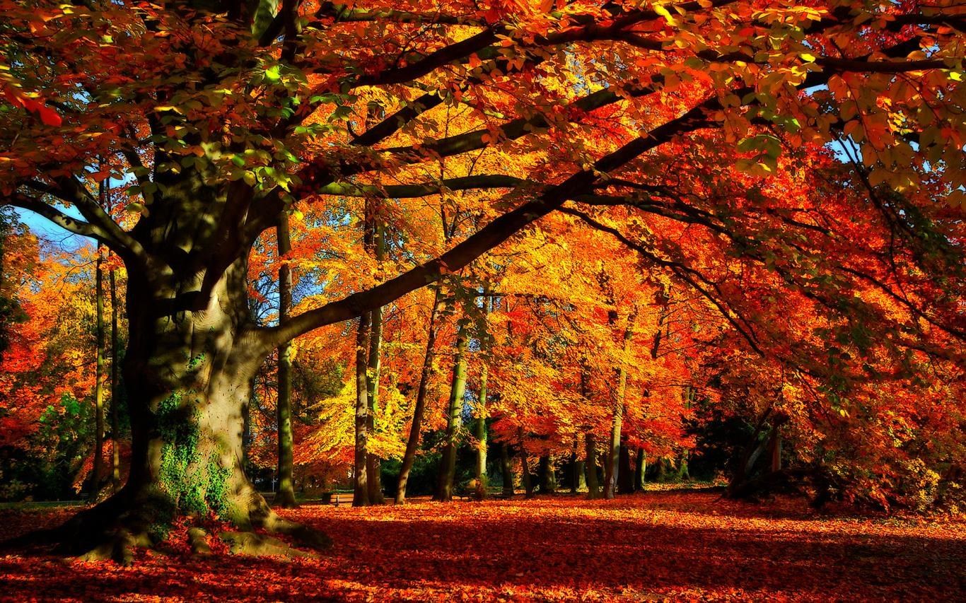 Alter Baum, Roter Wald, Laubteppich, Park, Leuchtend, 16:10, HD-Hintergrundbild für den Desktop