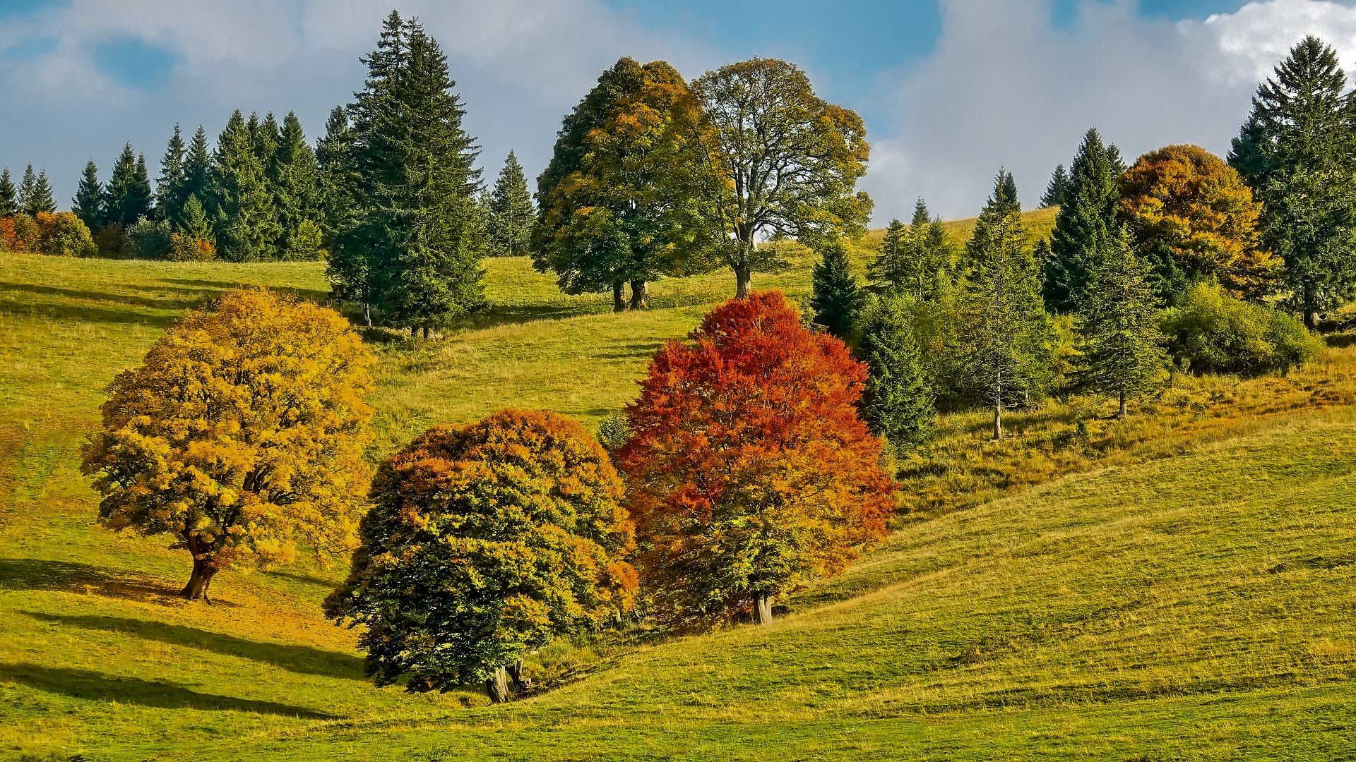 Hügellandschaft, Bunte Bäume, Wiese, Nadelbäume, Wolken, Full HD, PC-Hintergrundbild