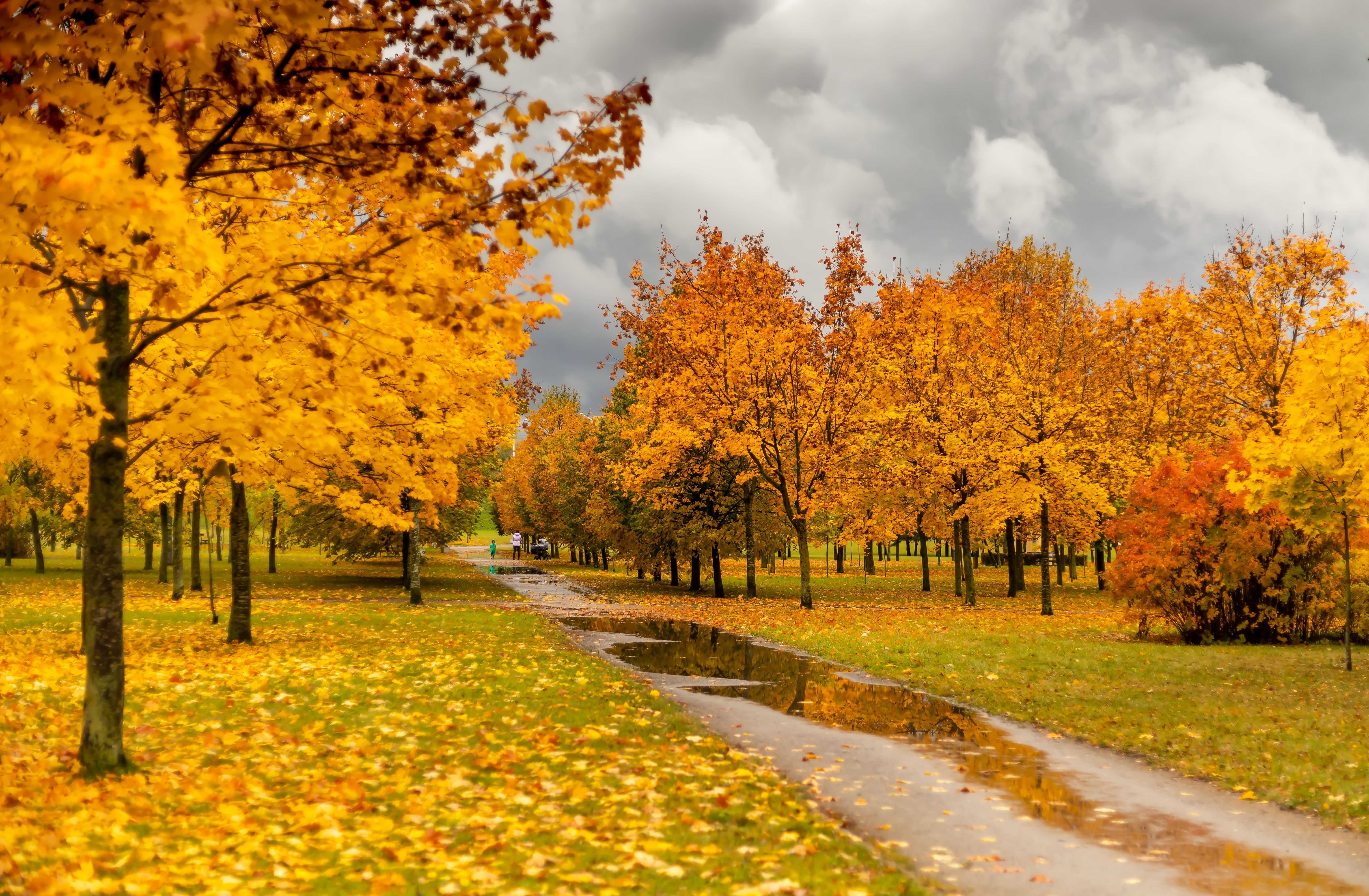 Park, Gelbe Bäume, Weg, Pfütze, Wolken, 6K, Hintergrundbild für den PC