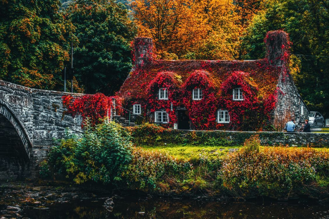 Tu Hwnt i'r Bont, Llanrwst, Wales, Efeu-Cottage, Steinbrücke, Rotes Laub, Hintergrundbild