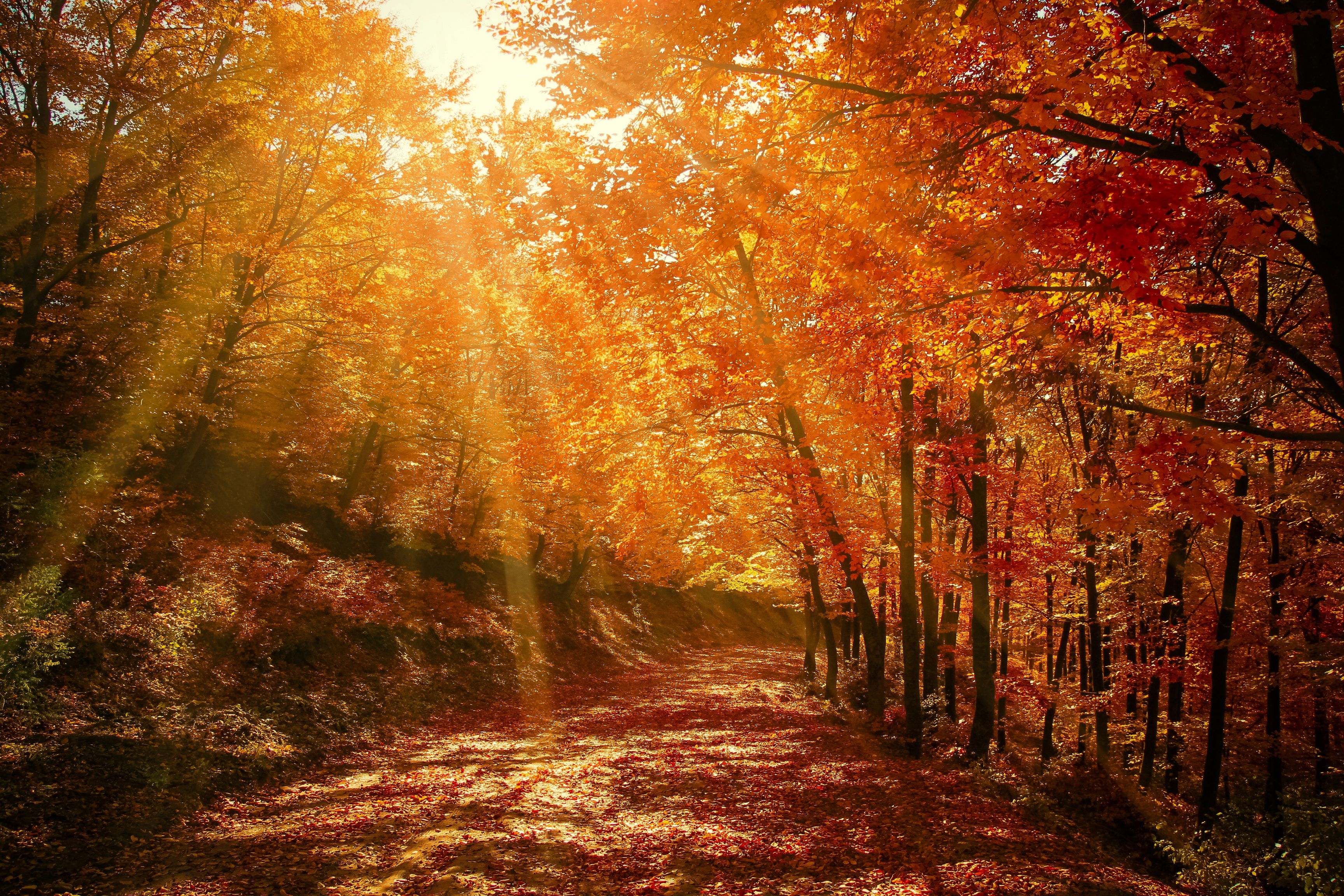 Sonnenstrahlen, Waldweg, Goldener Wald, Gegenlicht, Orange, 2K, Windows-Hintergrundbild