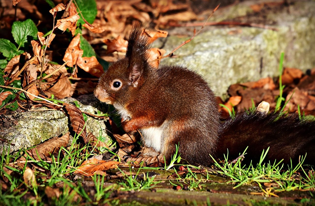 Eichhörnchen, Laub, Waldboden, Tier, Natur, HD, Hintergrundbild für den PC
