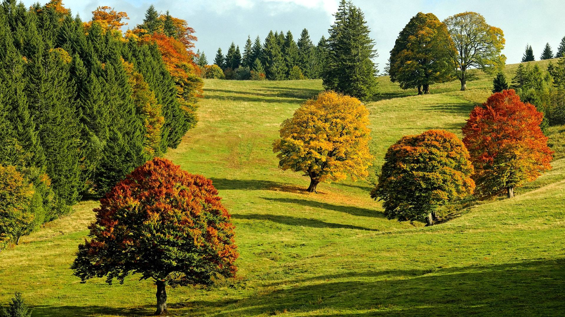 Hügel, Bunte Bäume, Wiese, Landschaft, Sonnig, Full HD 1080p, Desktop-Hintergrundbild
