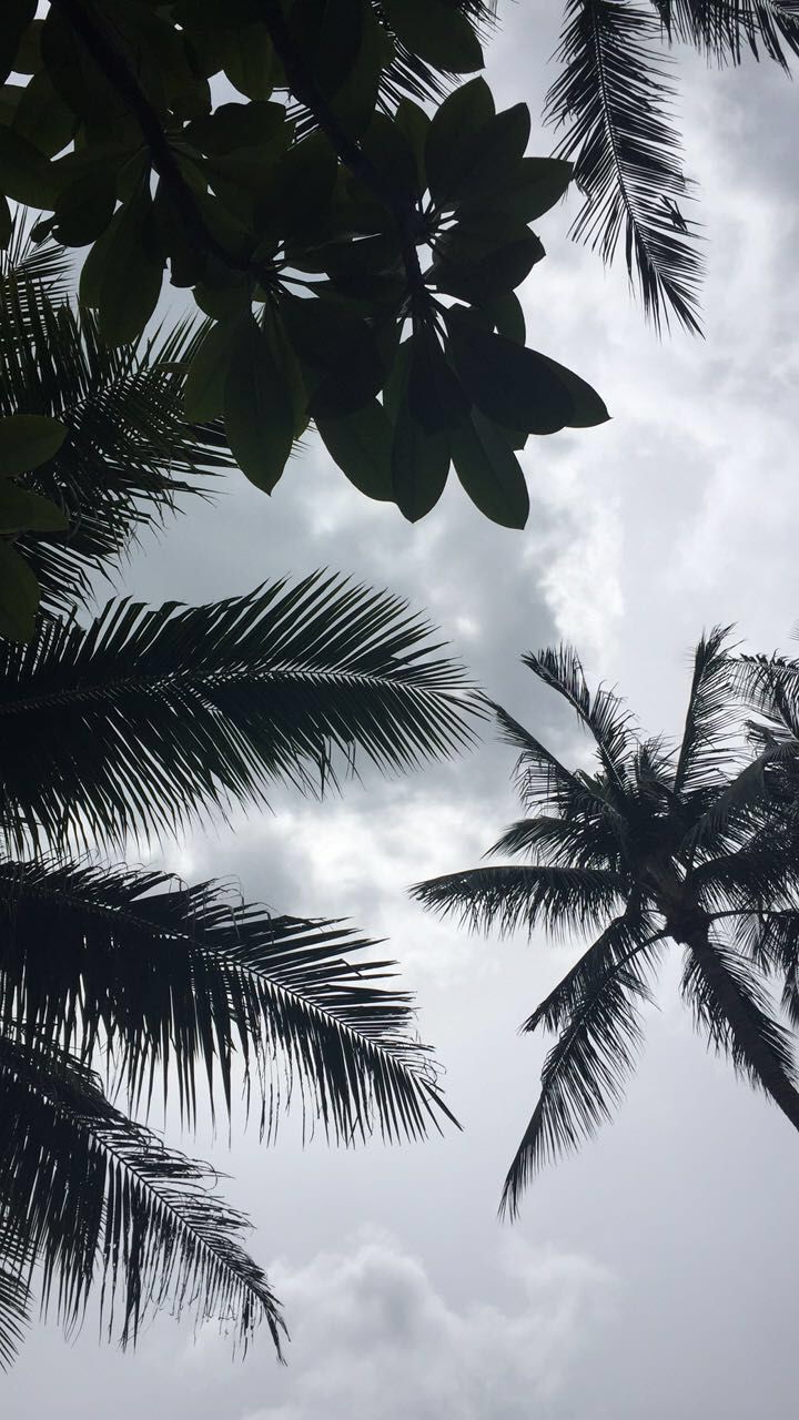 Palmen, Schwarz-Weiß, Wolken, Froschperspektive, Tropen, Sperrbildschirm fürs iPhone