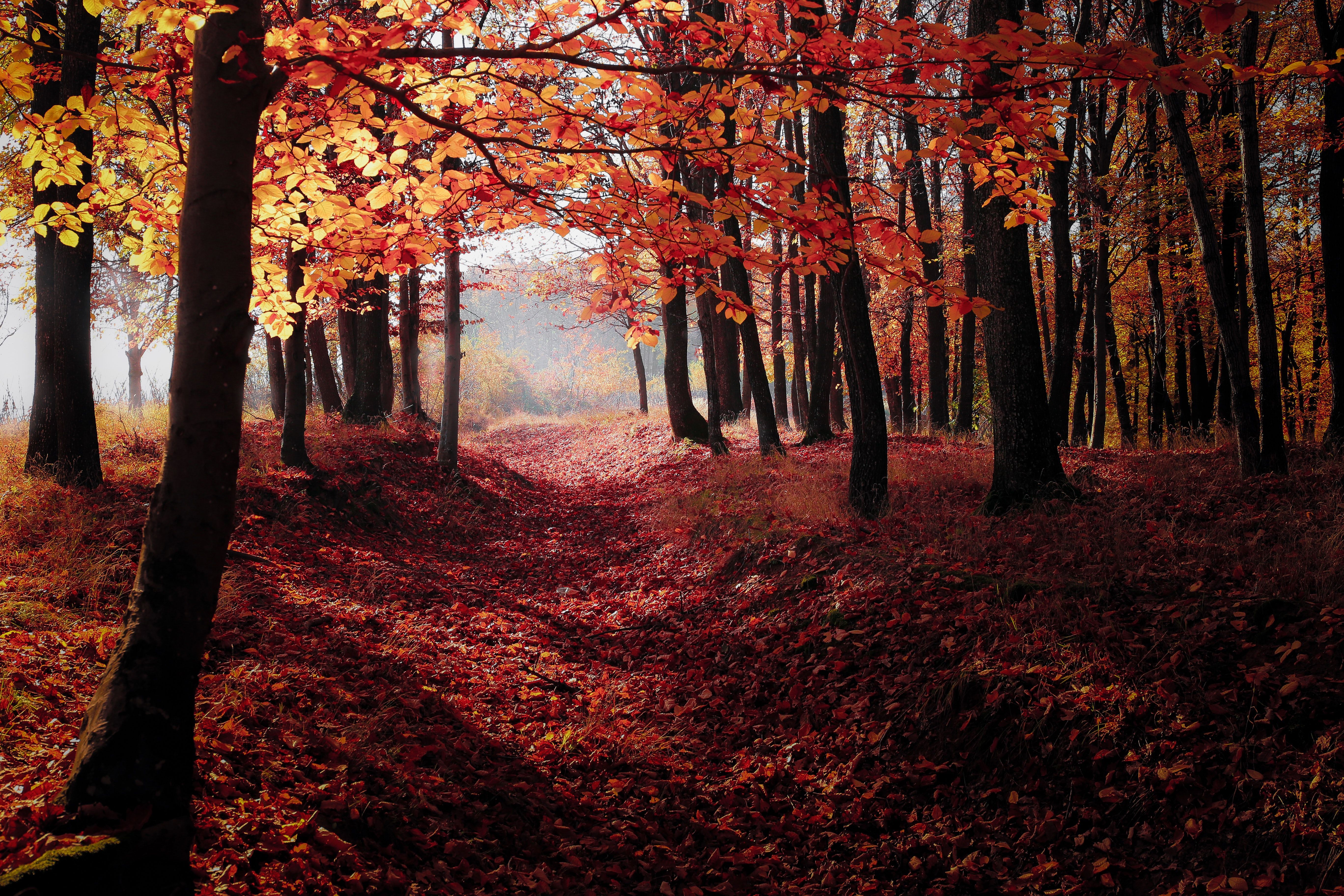 Roter Wald, Laubteppich, Nebel, Baumstämme, Weg, 5K, Hintergrundbild für den PC