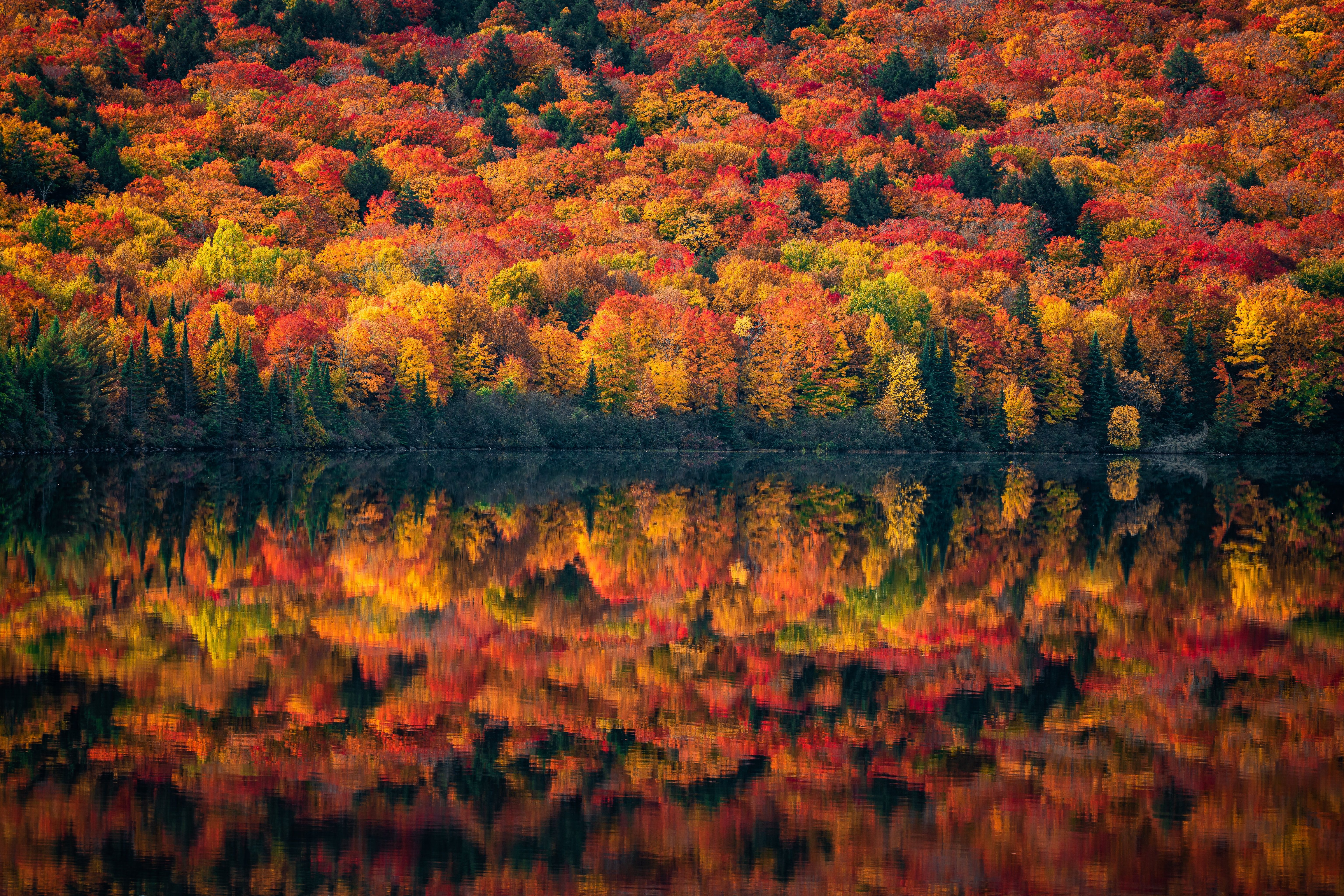 See, Spiegelung, Bunter Wald, Indian Summer, Ufer, 6K, Hintergrundbild für den PC