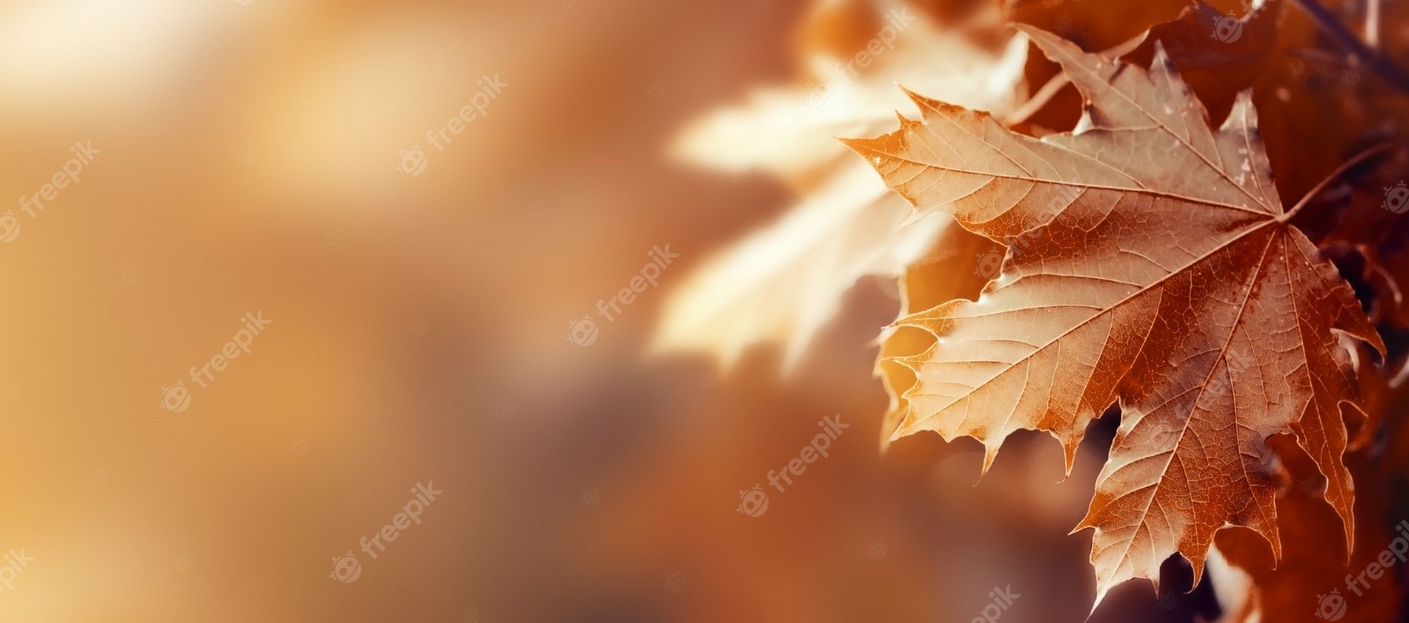 Ahornblatt, Bokeh, Nahaufnahme, Braun, Orange, Full HD, Desktop-Hintergrund für Windows