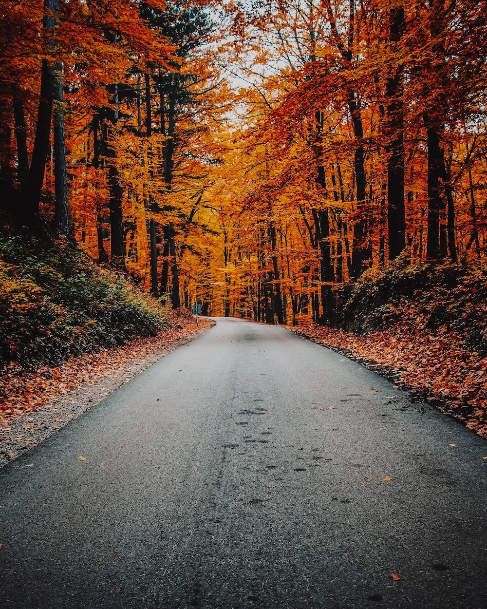 Straße, Herbstwald, Allee, Orange, Laub, HD, Hintergrundbild fürs Tablet