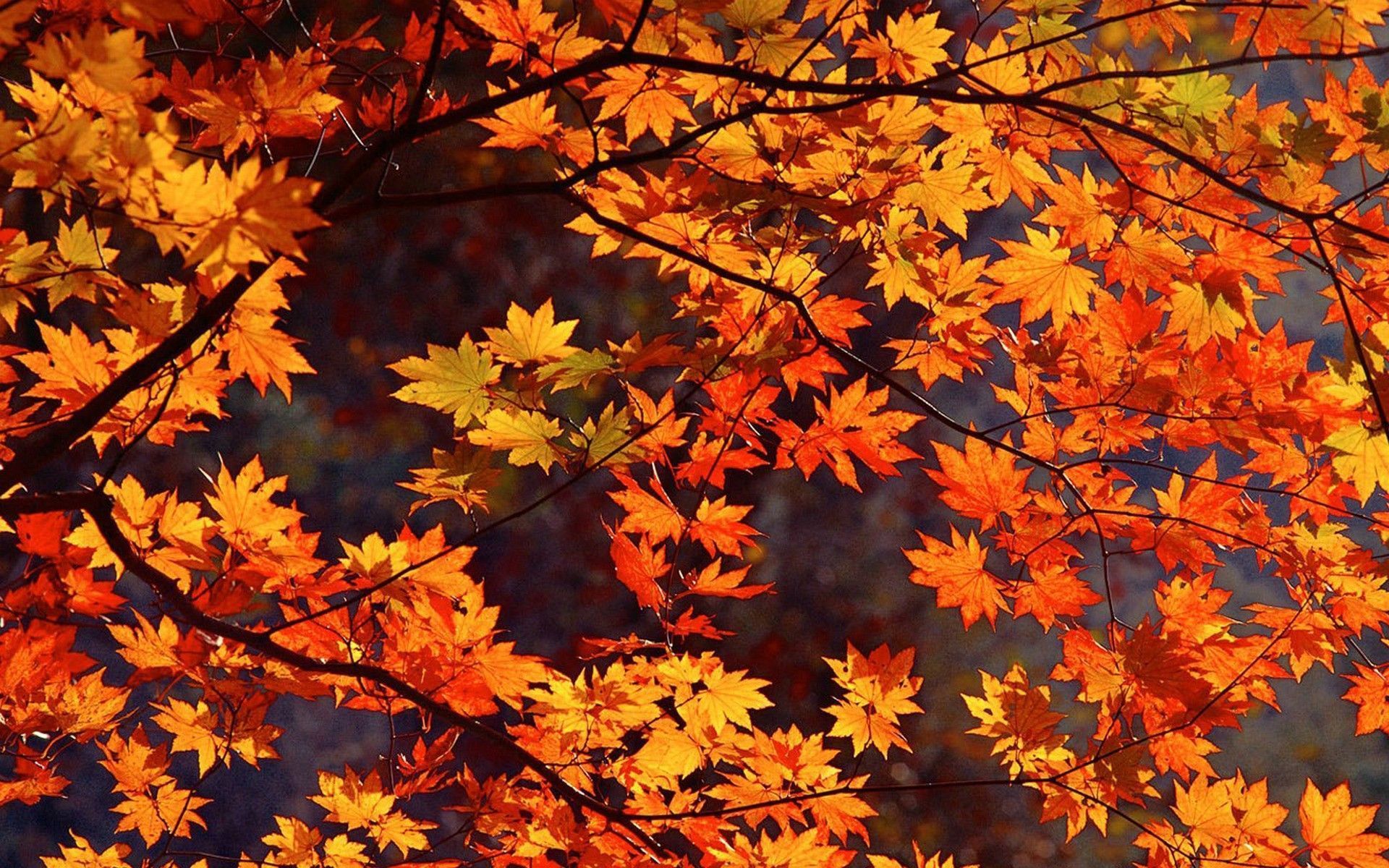 Ahornblätter, Orange Laub, Äste, Herbstfarben, Baumkrone, Full HD, Windows-Hintergrundbild