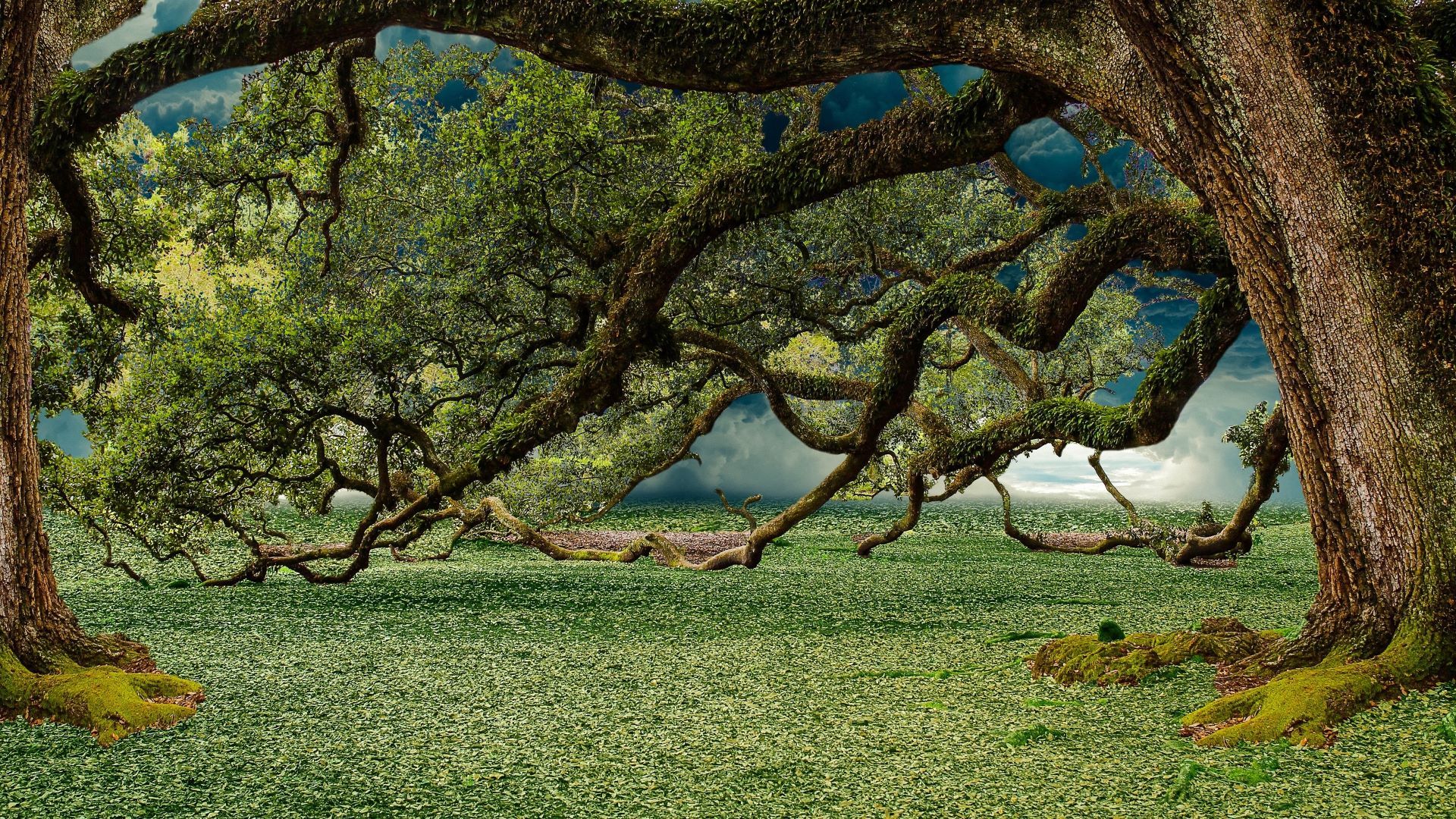 Alte Eiche, Knorrige Äste, Wiese, See, Grün, Full HD 1080p, Desktop-Hintergrundbild