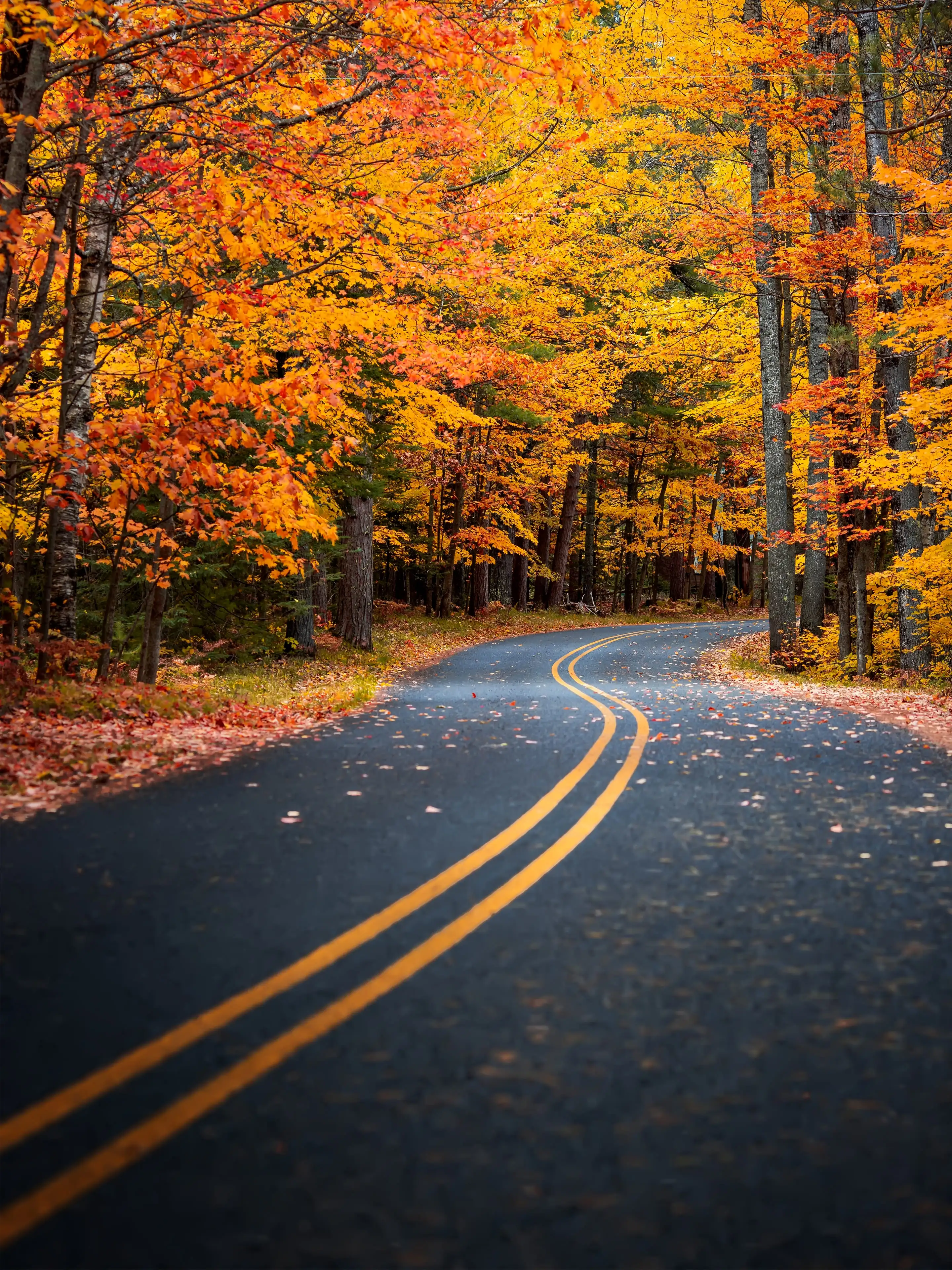 Straße, Herbstwald, Kurve, Goldene Bäume, Allee, QHD+, Hintergrundbild fürs Tablet