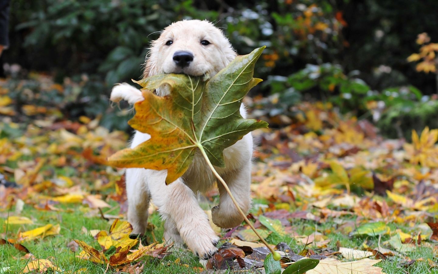 Golden Retriever, Welpe, Ahornblatt, Laub, Hund, HD, Hintergrund für den Desktop