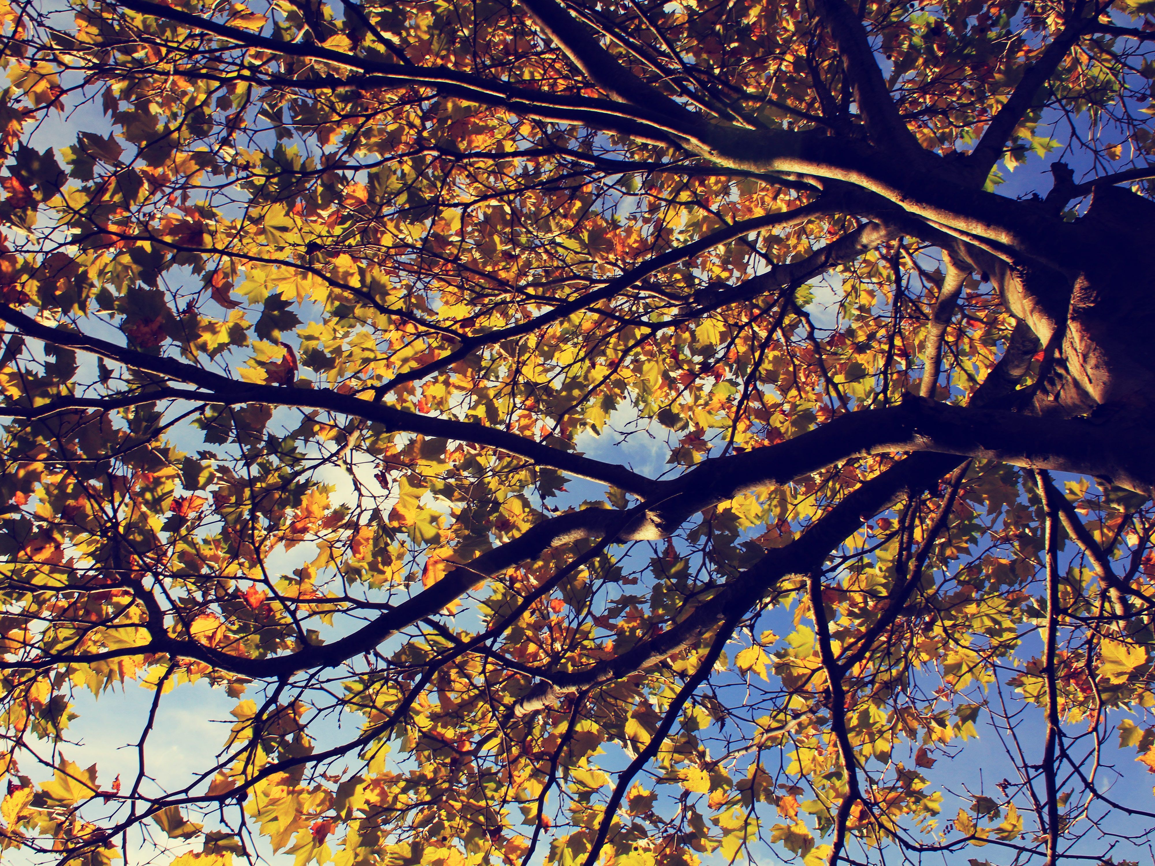 Baumkrone, Herbstlaub, Äste, Froschperspektive, Gegenlicht, 4K, iPad-Hintergrundbild