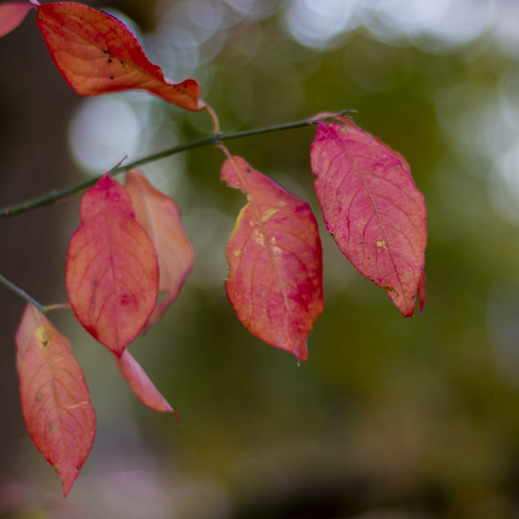 Rote Blätter, Zweig, Bokeh, Nahaufnahme, Grün, Full HD, iPad-Hintergrundbild