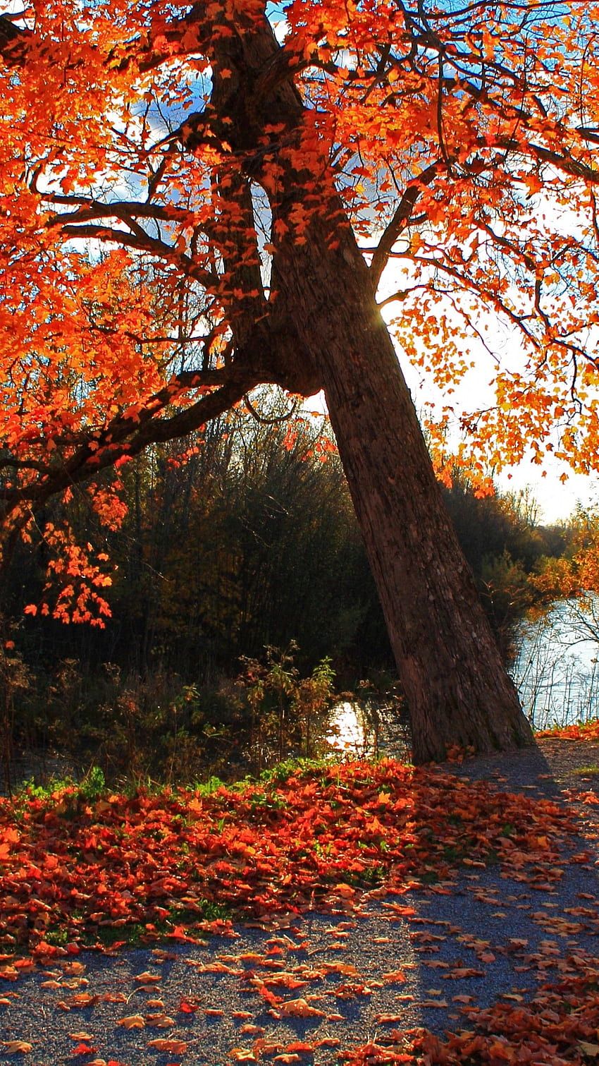 Baum, Rotes Laub, Teich, Park, Herbstfarben, HD, Hintergrundbild fürs Handy