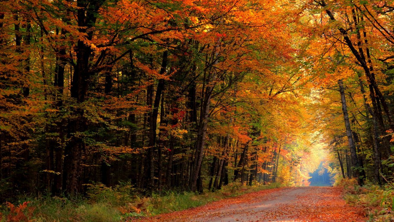 Waldweg, Herbstwald, Allee, Orange, Laub, 16:9, HD-Hintergrundbild für den Desktop