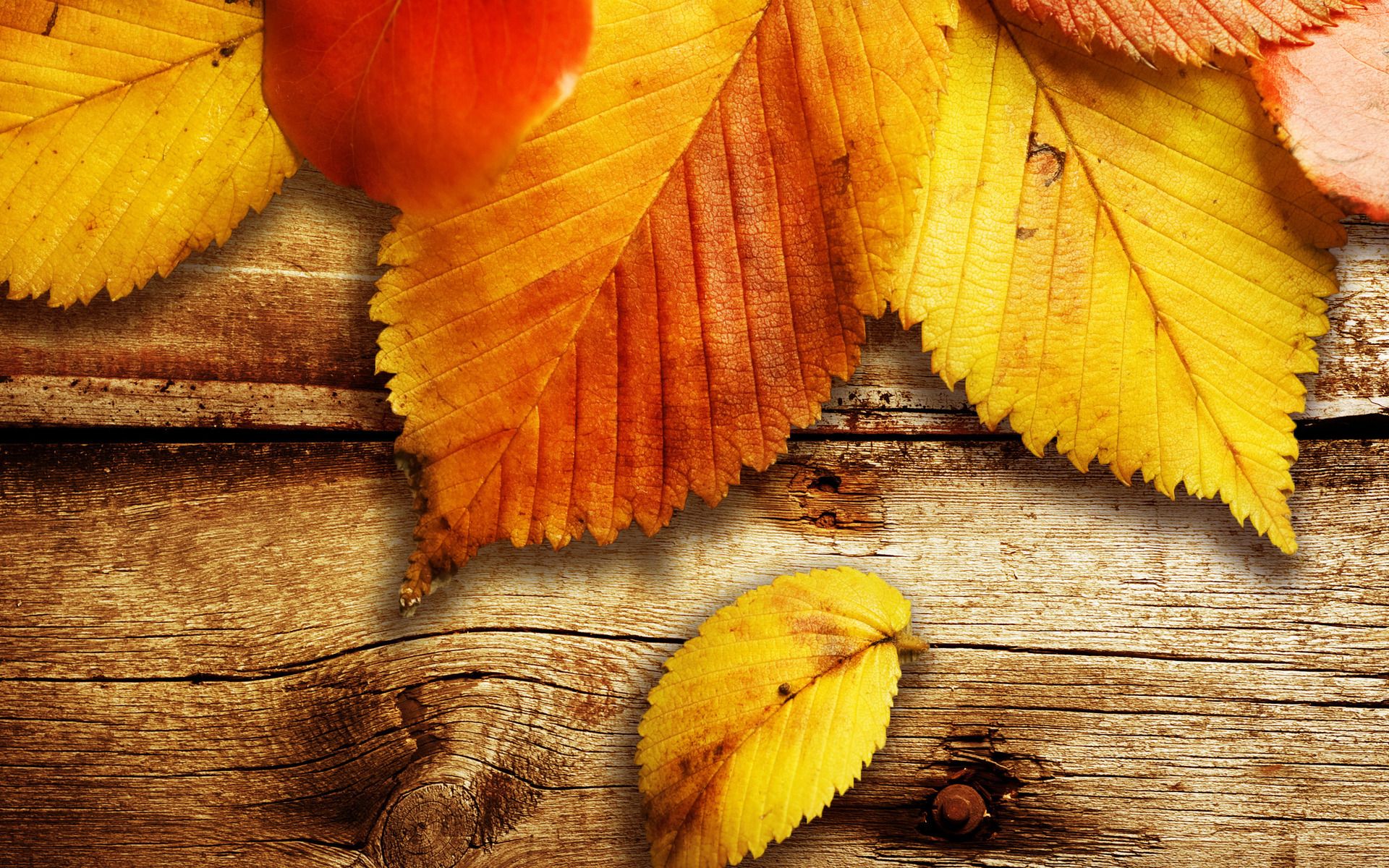 Herbstblätter, Holz, Apfel, Gelb, Rustikal, 16:10, Full-HD-Hintergrundbild für den Desktop