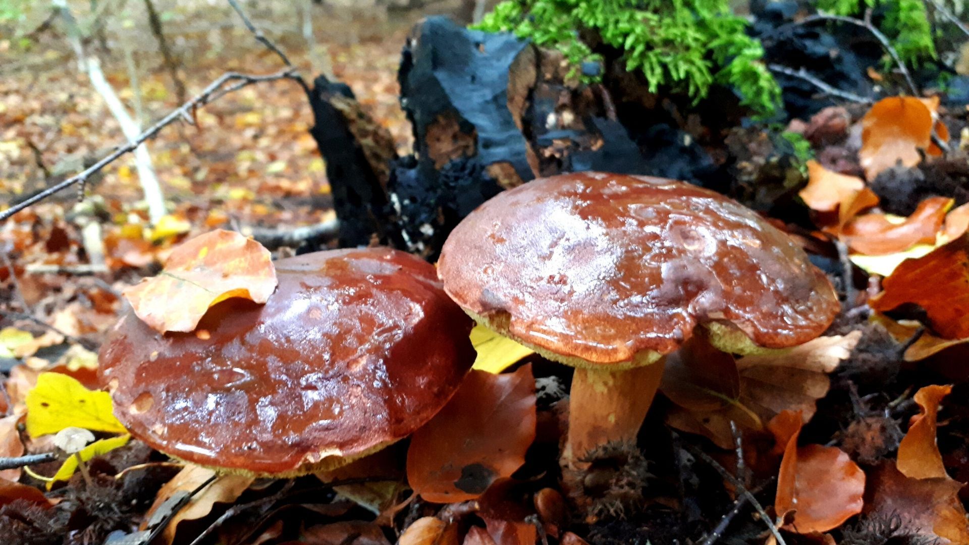 Pilze, Waldboden, Laub, Moos, Nahaufnahme, Full HD 1080p, Desktop-Hintergrundbild