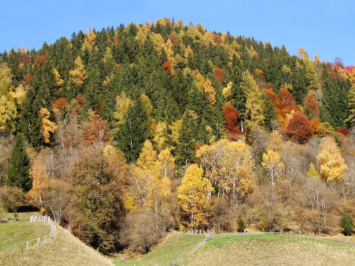 Hügel, Mischwald, Bunte Bäume, Nadelbäume, Landschaft, HD, iPad-Hintergrundbild