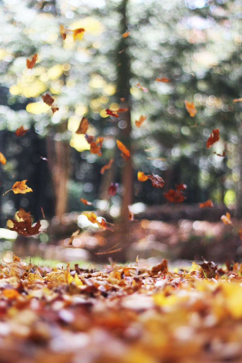Fallende Blätter, Wald, Bokeh, Laub, Sonnenlicht, HD, Hintergrundbild fürs Handy
