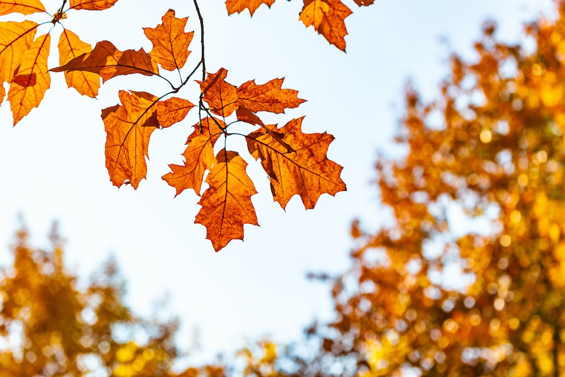Ahornblätter, Himmel, Zweige, Orange, Gegenlicht, Hintergrundbild