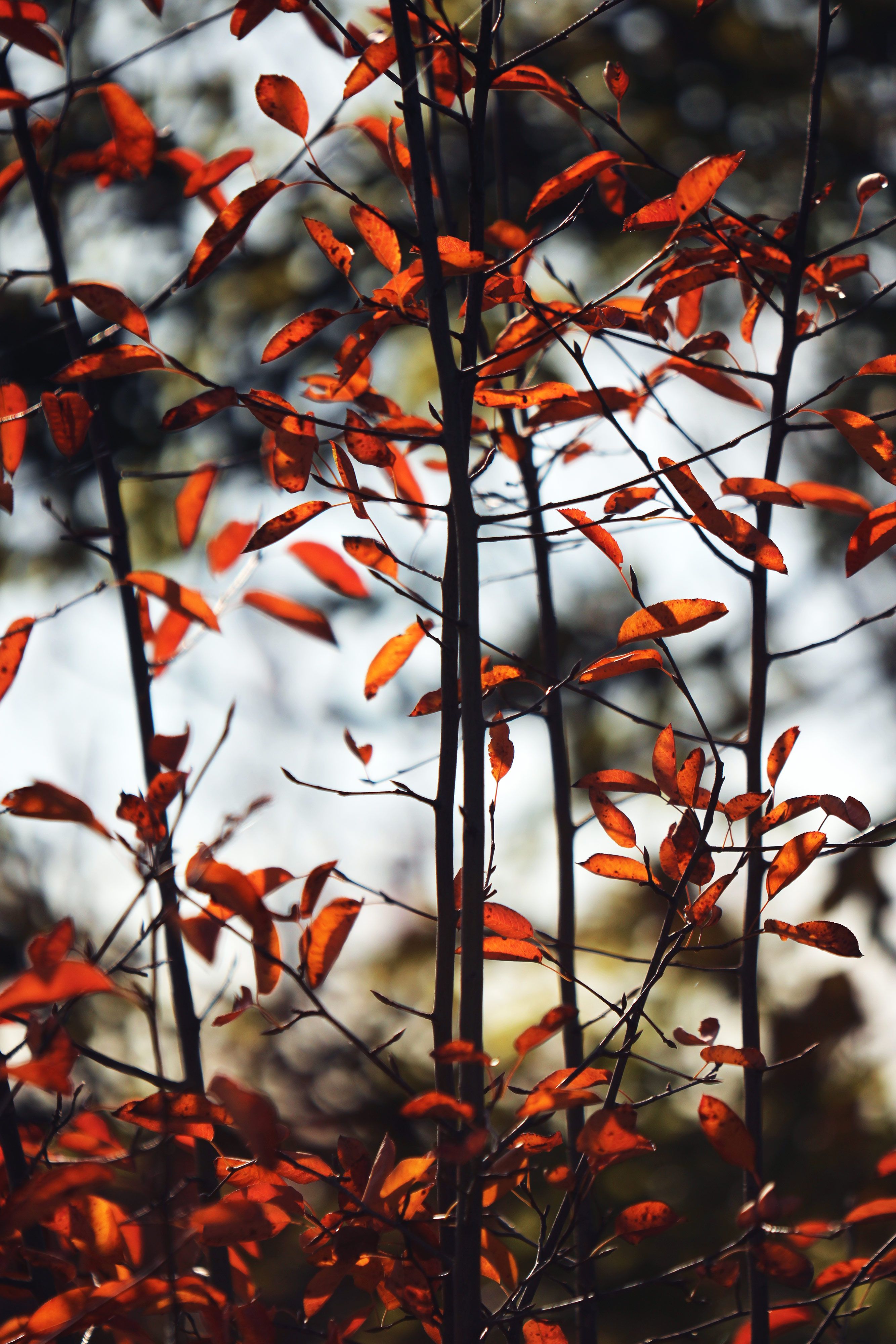 Zweige, Rote Blätter, Baumstämme, Dunkel, Wald, QHD+, iPad-Hintergrundbild