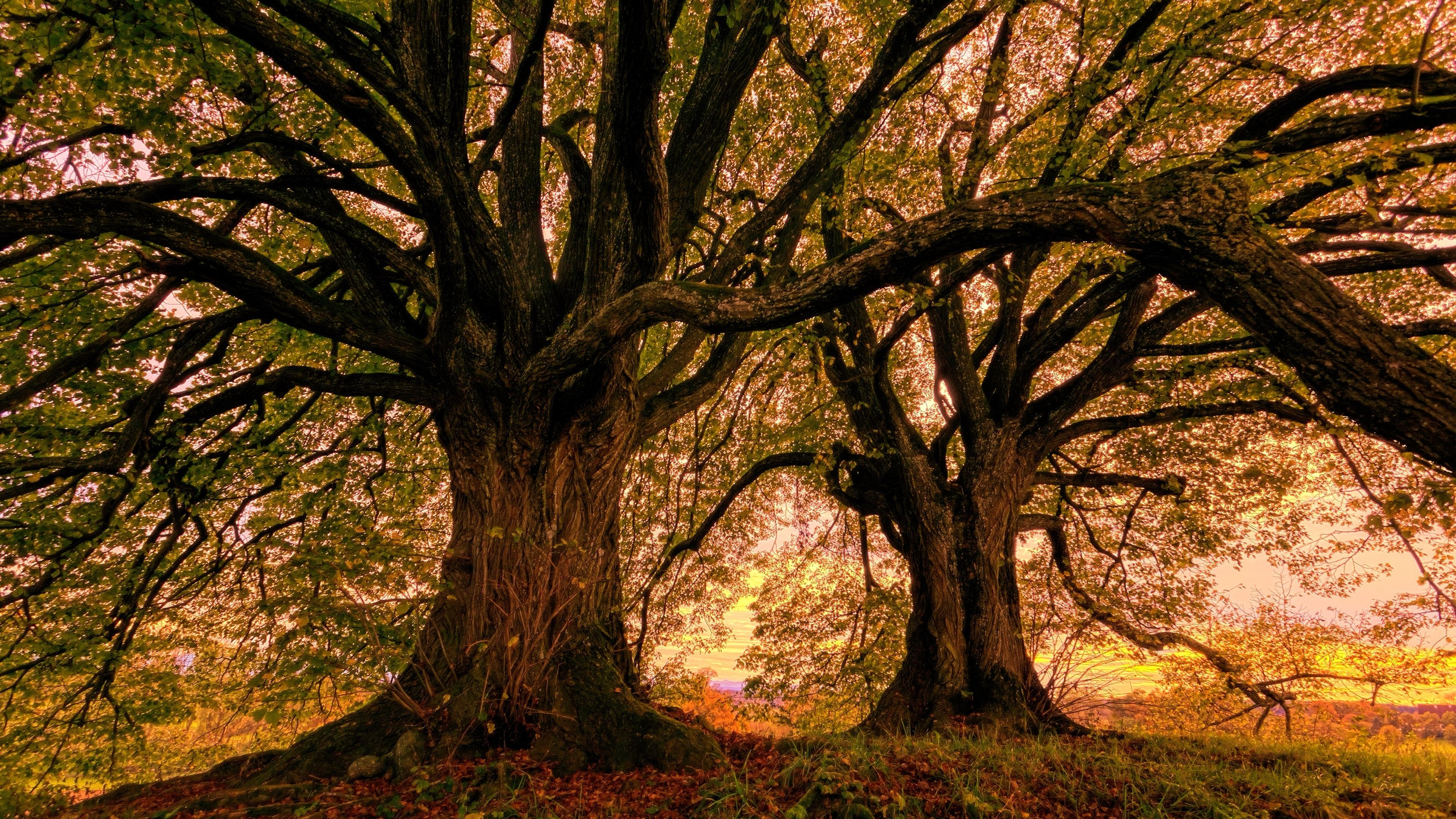 Alte Bäume, Knorrige Äste, Goldenes Licht, Laubteppich, Märchenhaft, 3840x2160, Desktop-Hintergrund