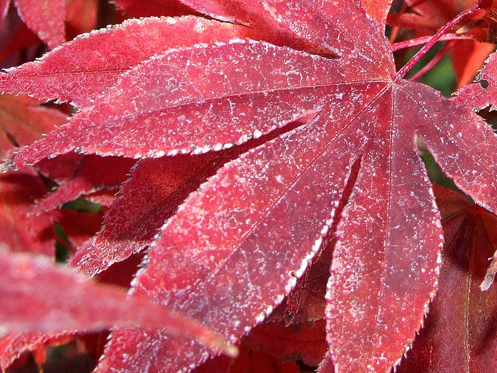 Japanischer Ahorn, Rotes Blatt, Raureif, Makro, Nahaufnahme, Hintergrundbild fürs iPad