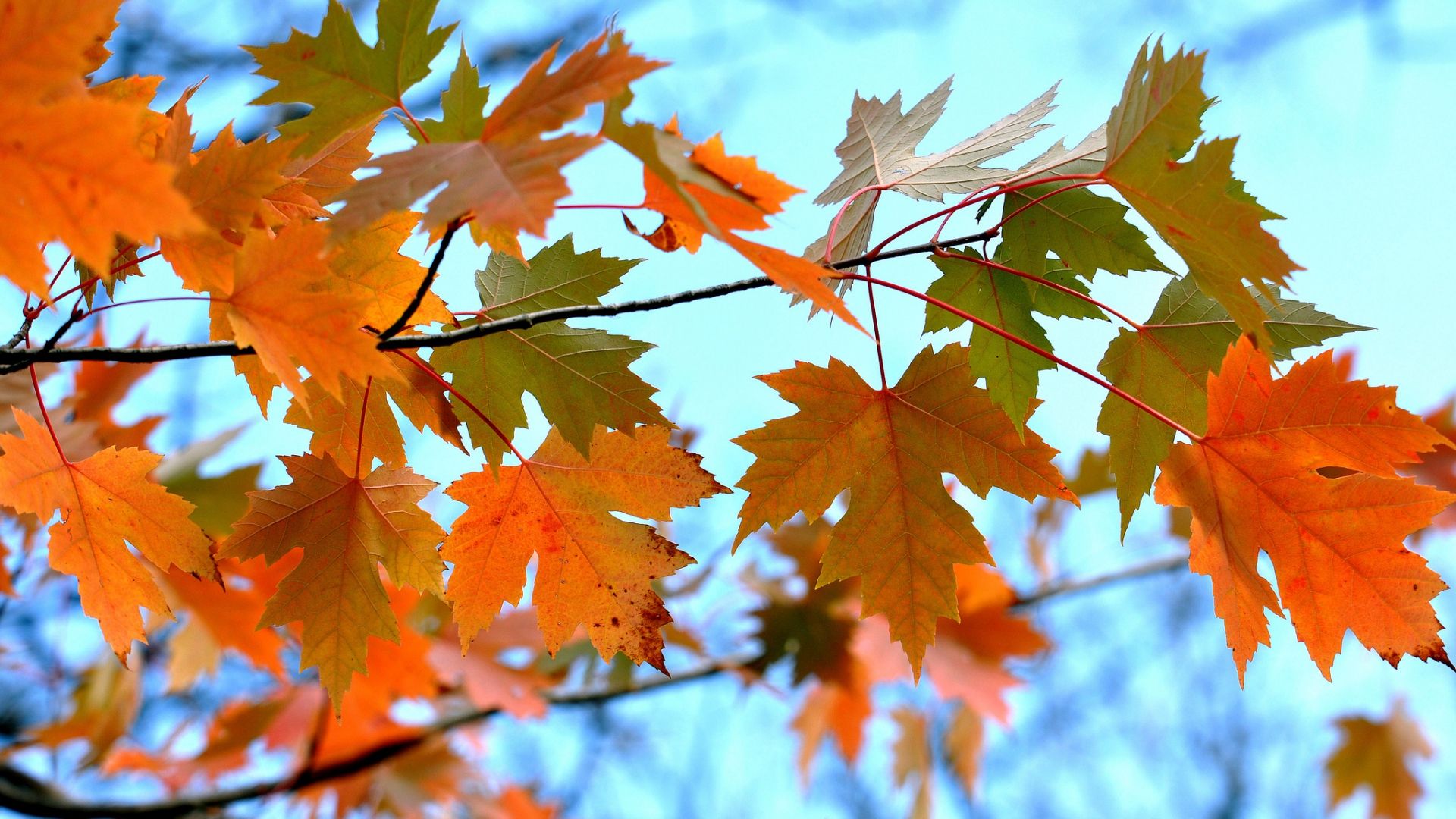 Ahornblätter, Blauer Himmel, Orange, Zweige, Bunt, 16:9, Full-HD-Hintergrundbild für den Desktop