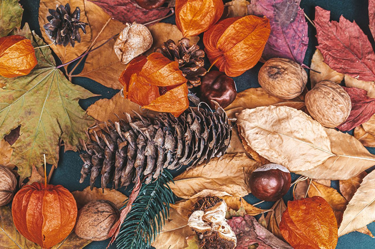Tannenzapfen, Walnüsse, Physalis, Kastanien, Herbstblätter, Flach gelegt, HD-Hintergrundbild für PC