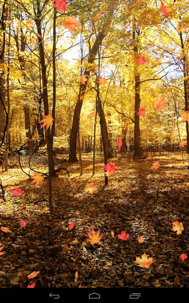 Wald, Fallende Blätter, Sonnenlicht, Goldene Bäume, Laub, HD, Handy-Hintergrundbild