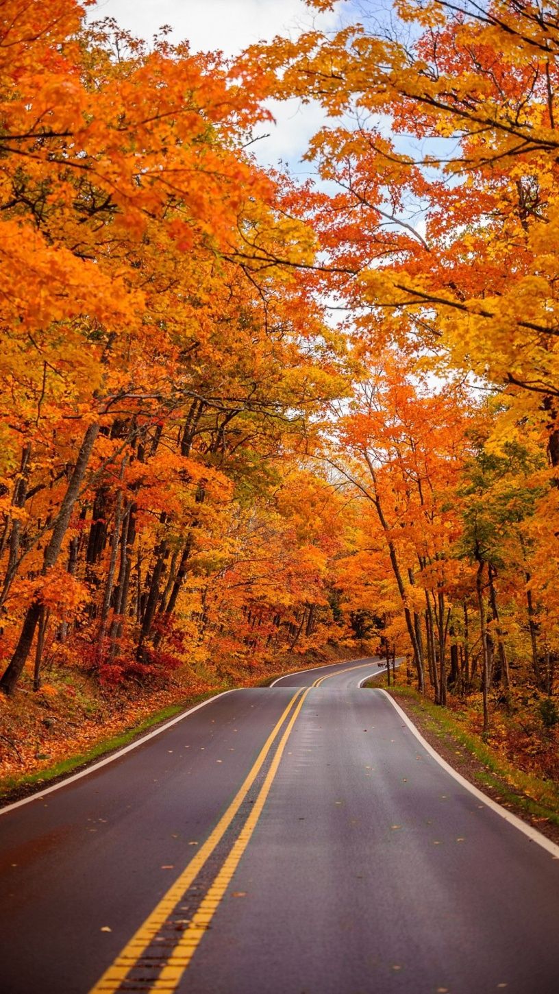 Straße, Orange Wald, Allee, Kurve, Herbstlaub, HD, Sperrbildschirm fürs iPhone