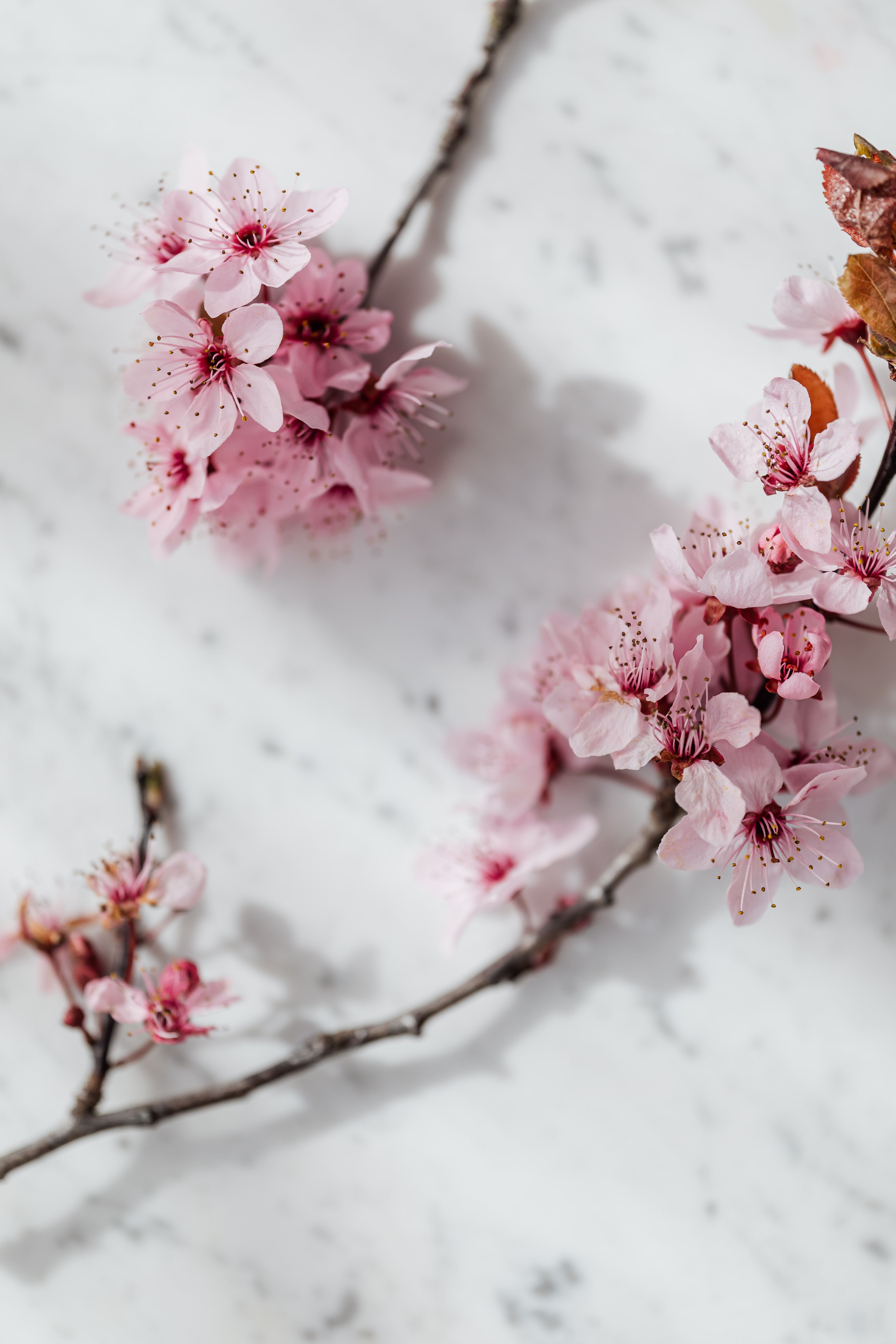 Kirschblüten, Zweig, Marmor, Rosa, Frühling, Minimalistisch, QHD+, iPhone-Hintergrundbild